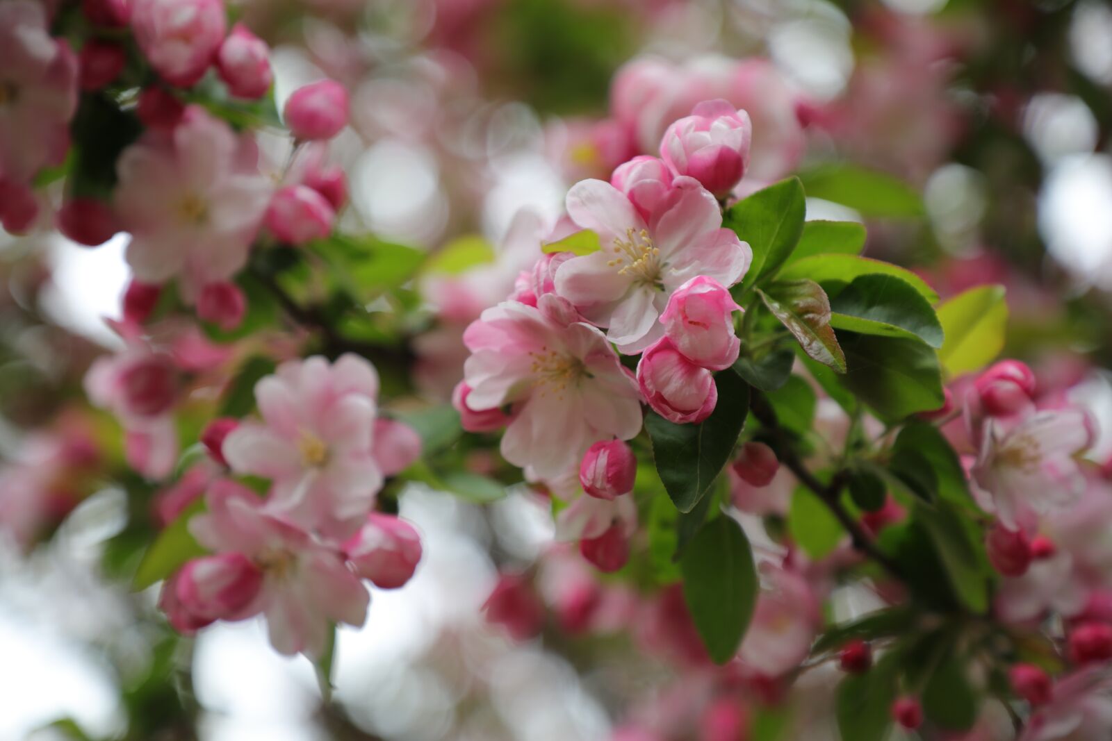 Canon EOS 5D Mark IV + Canon EF 24-105mm F4L IS II USM sample photo. Chinese flowering crabapple, pink photography