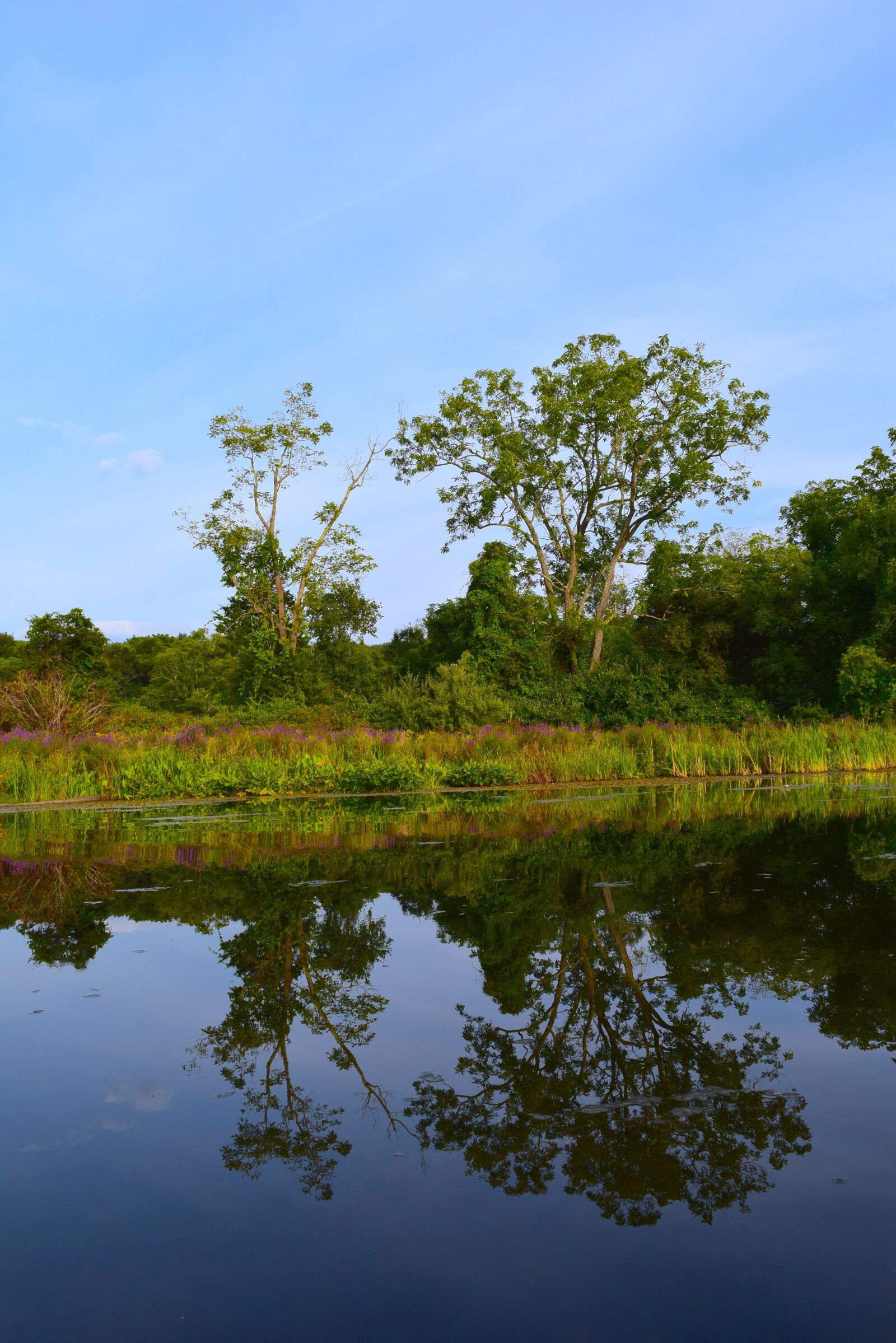 Nikon D3300 sample photo. Tree, lake, water photography