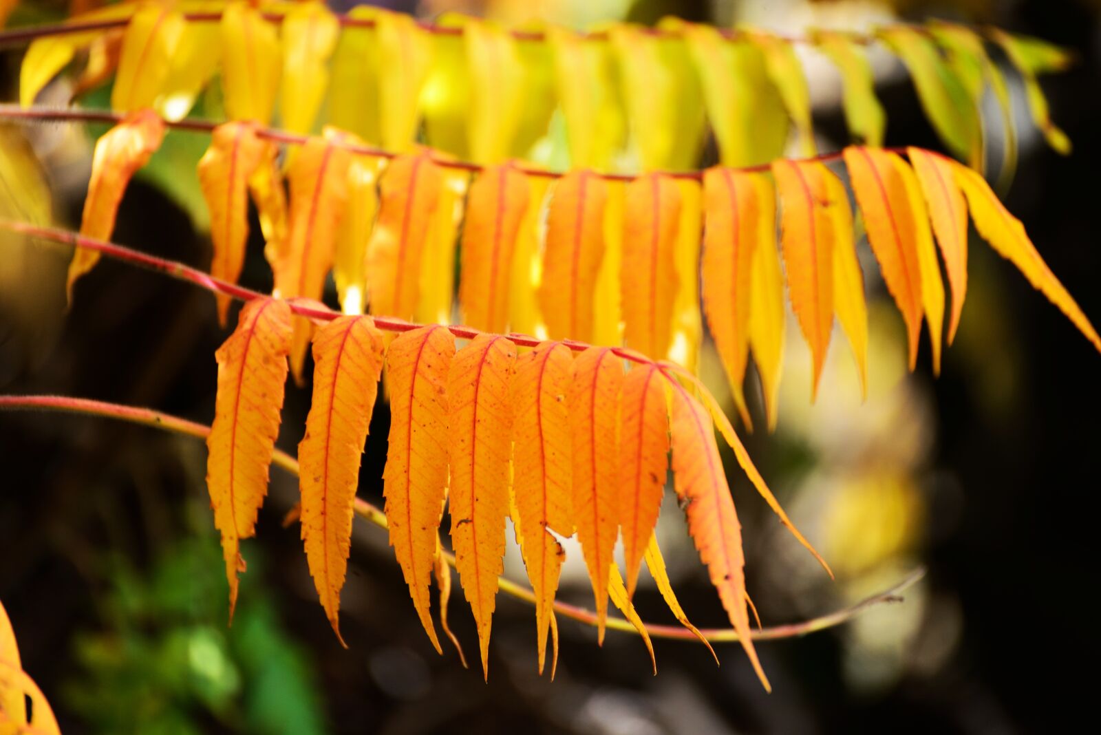Nikon D610 sample photo. Fall leaves, rhus, emerge photography