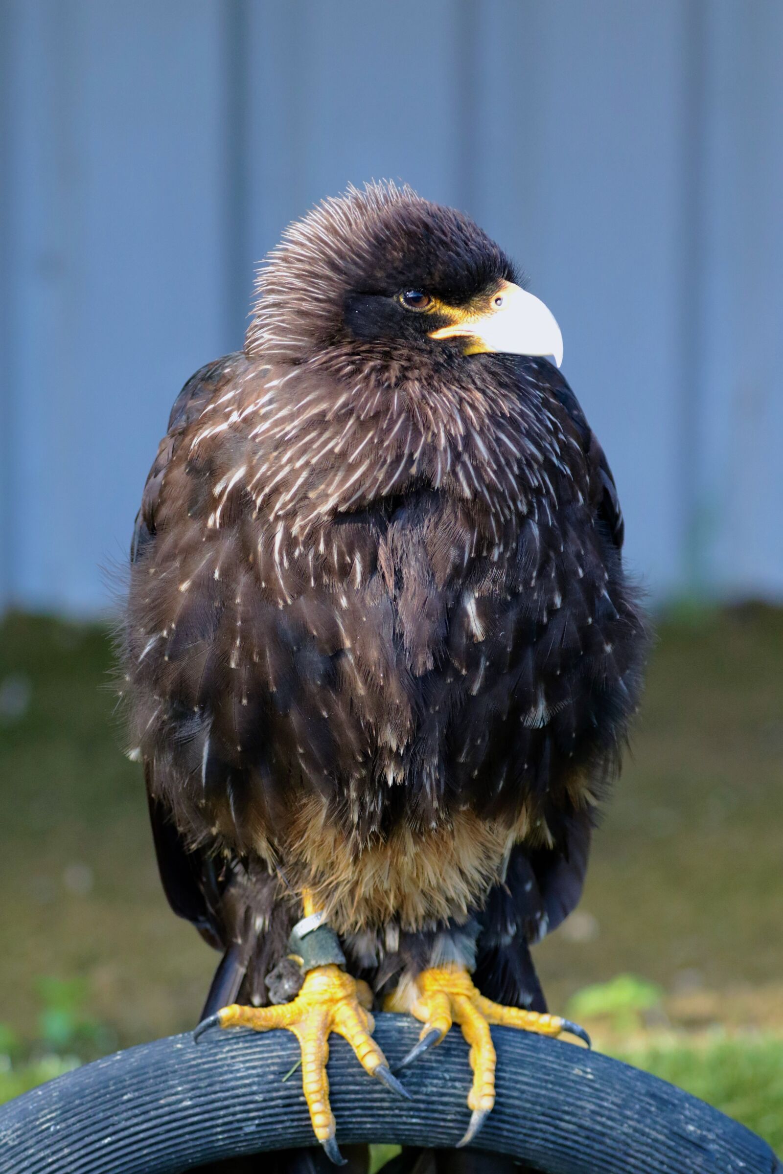 Canon EF 70-300mm F4-5.6L IS USM sample photo. Caracara, bird of prey photography