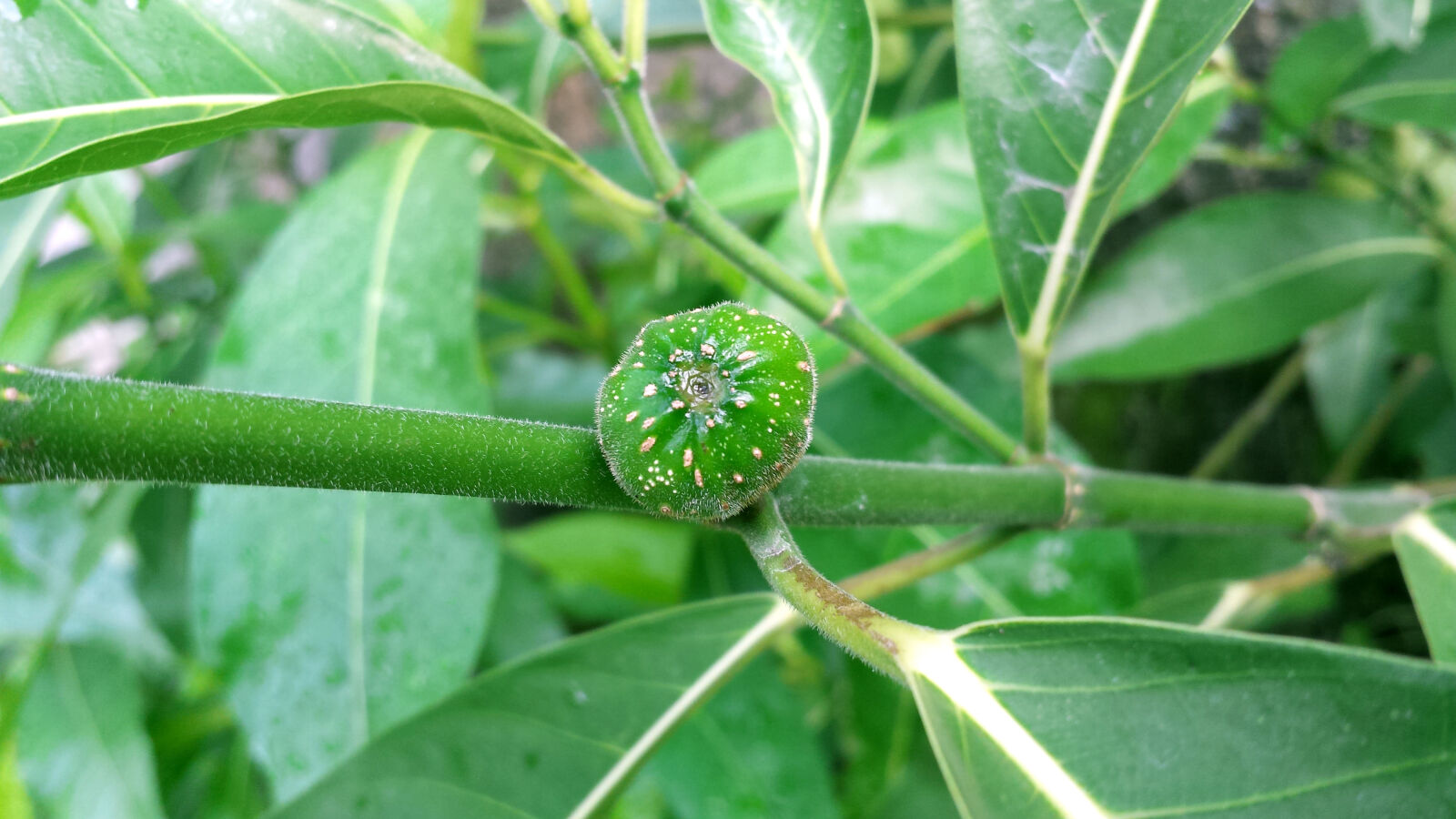 Samsung Galaxy S4 sample photo