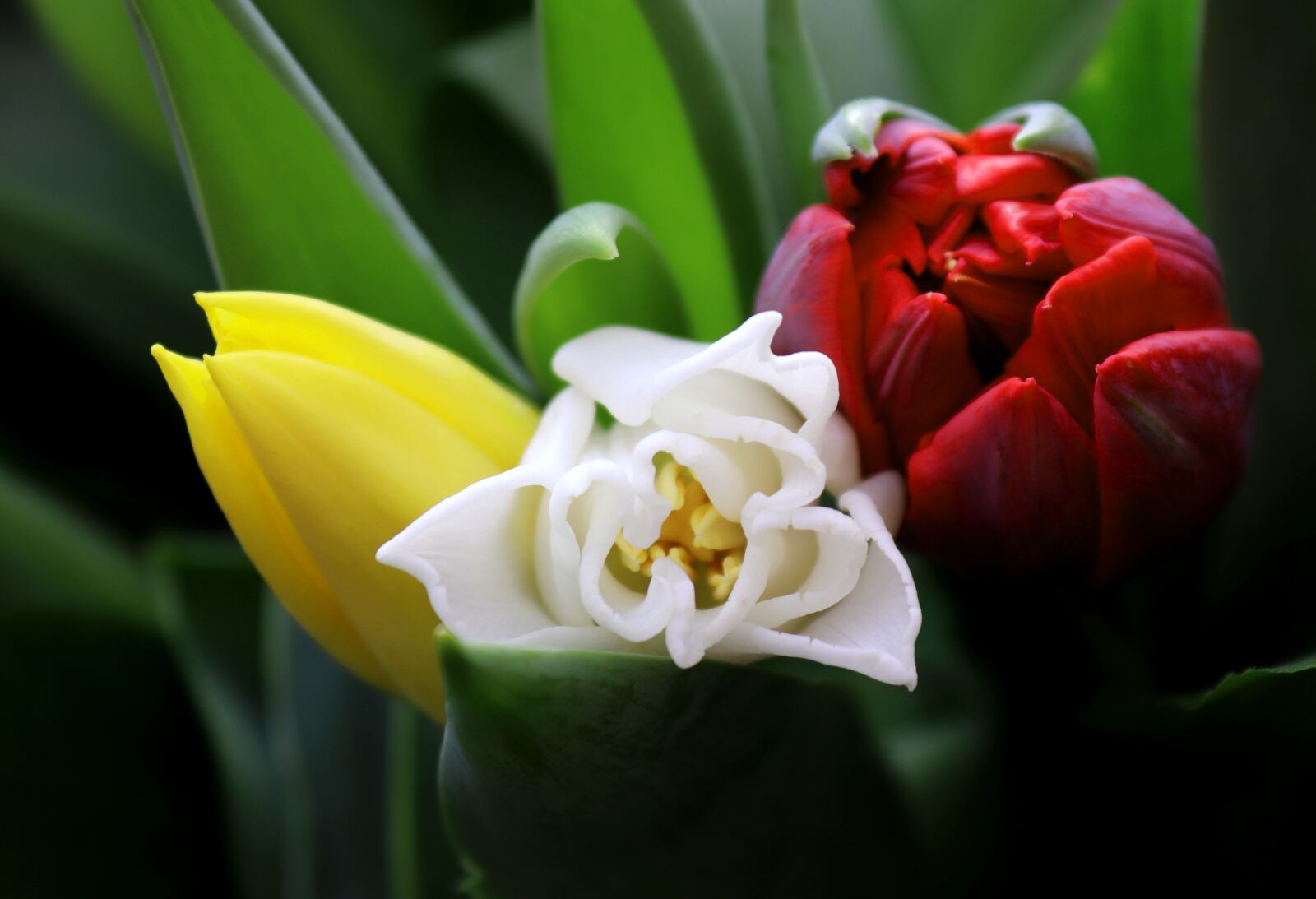 Canon EOS 200D (EOS Rebel SL2 / EOS Kiss X9) sample photo. Tulip, flower, plant photography