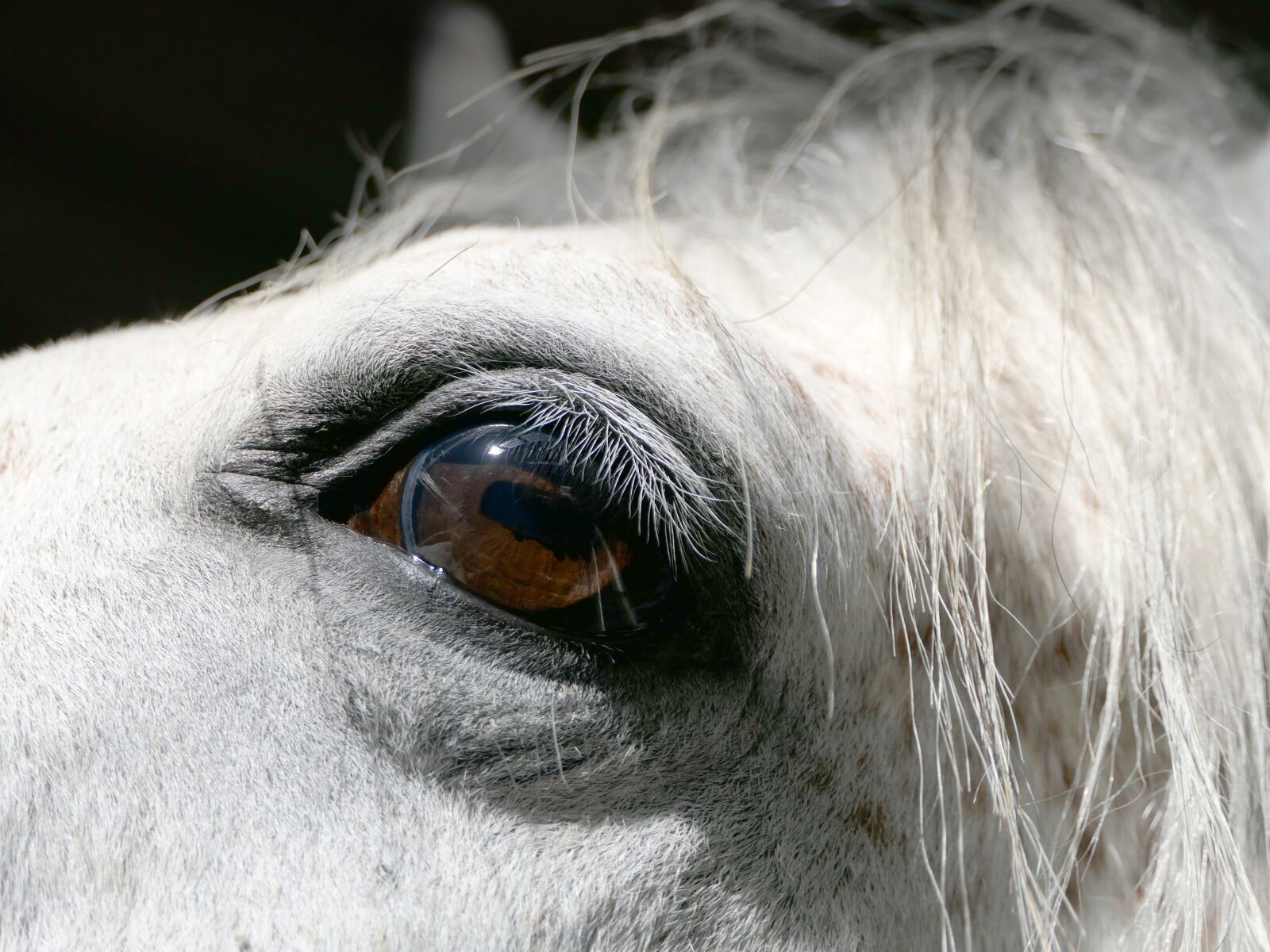 Panasonic Lumix DMC-FZ2500 (Lumix DMC-FZ2000) sample photo. Horse, eye, portrait photography