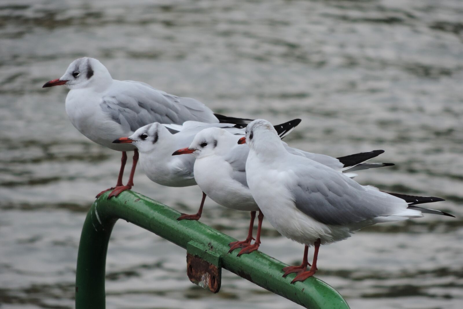 Nikon Coolpix P520 sample photo. Rhine river, gull, bird photography
