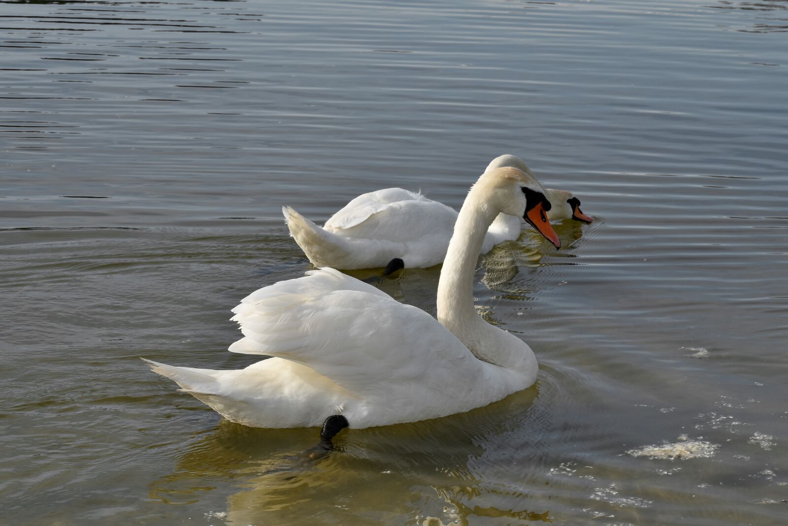 Nikon D5500 sample photo. Bird family, lake, water photography