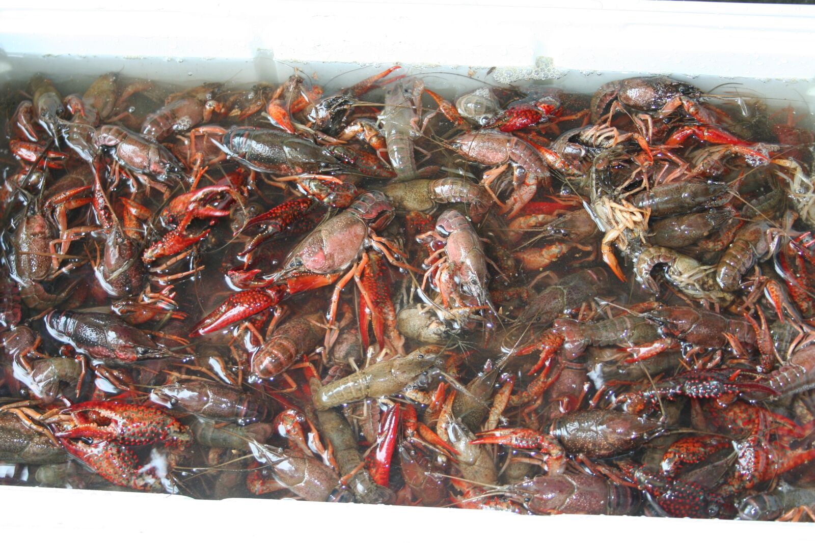 Canon EOS 350D (EOS Digital Rebel XT / EOS Kiss Digital N) sample photo. Crawfish, mudbugs photography