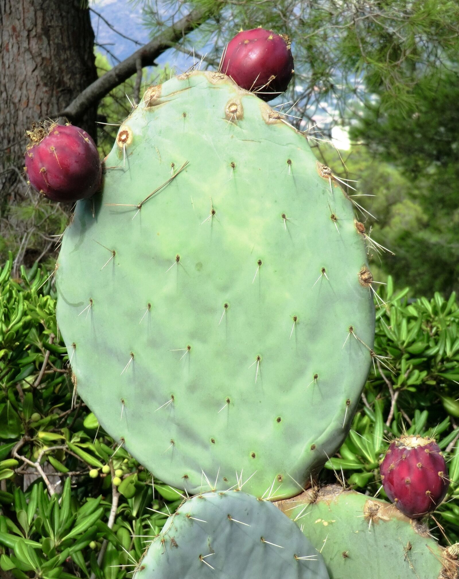 CASIO EX-H20G sample photo. Cactus, prickly, green photography