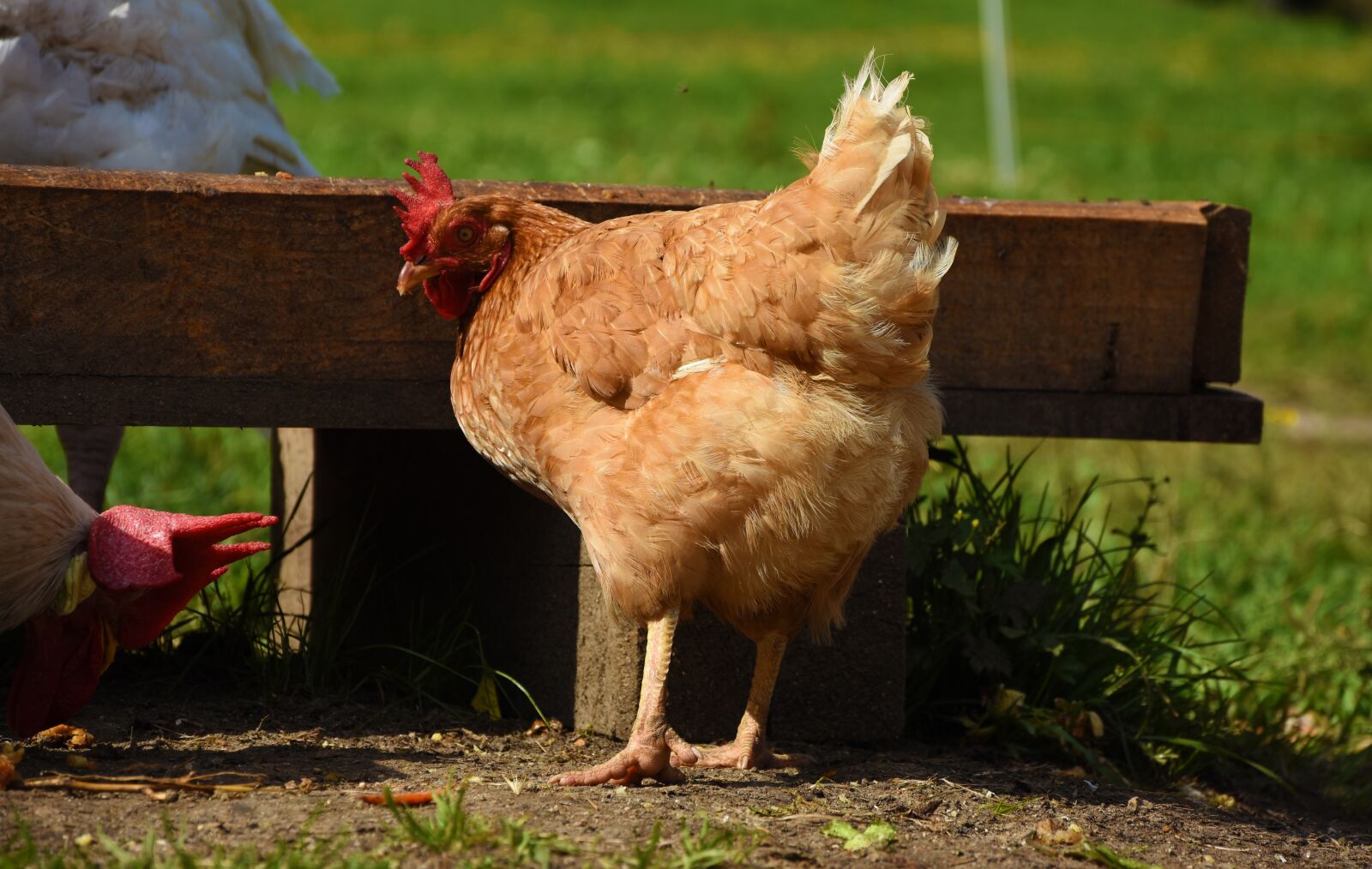 Nikon D7200 sample photo. Hens, animal, chicken photography