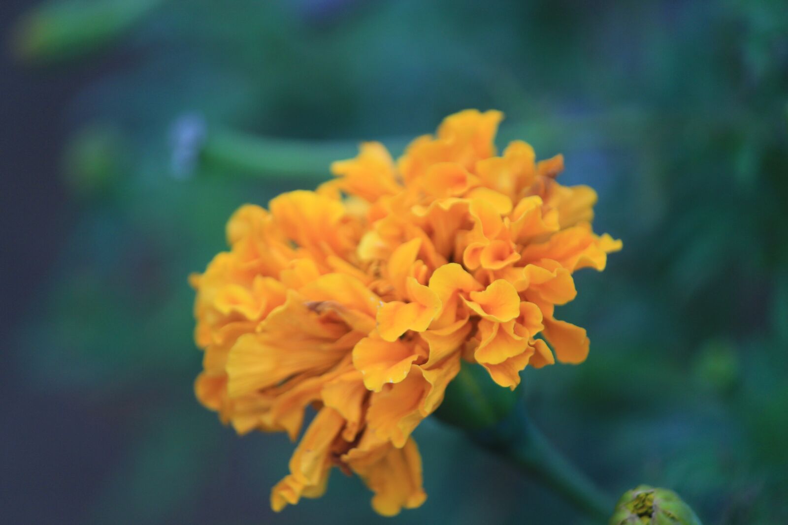 Canon EOS 700D (EOS Rebel T5i / EOS Kiss X7i) sample photo. Flower, nature, yellow flower photography
