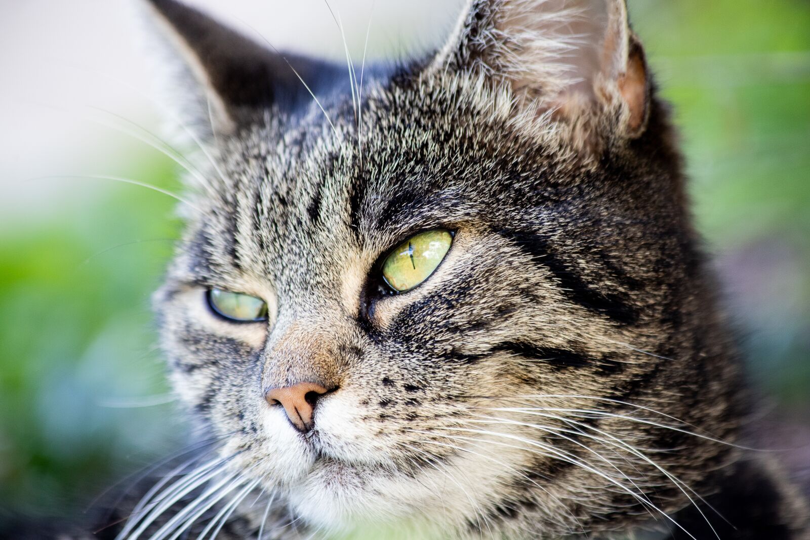 Canon EF 70-300mm F4-5.6 IS USM sample photo. Cat, animal, animal world photography