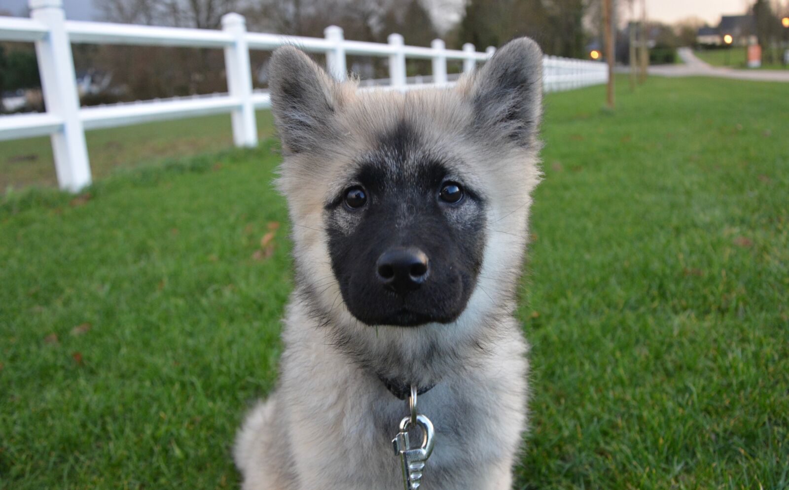 Nikon D5200 sample photo. Dog, pup, eurasier photography