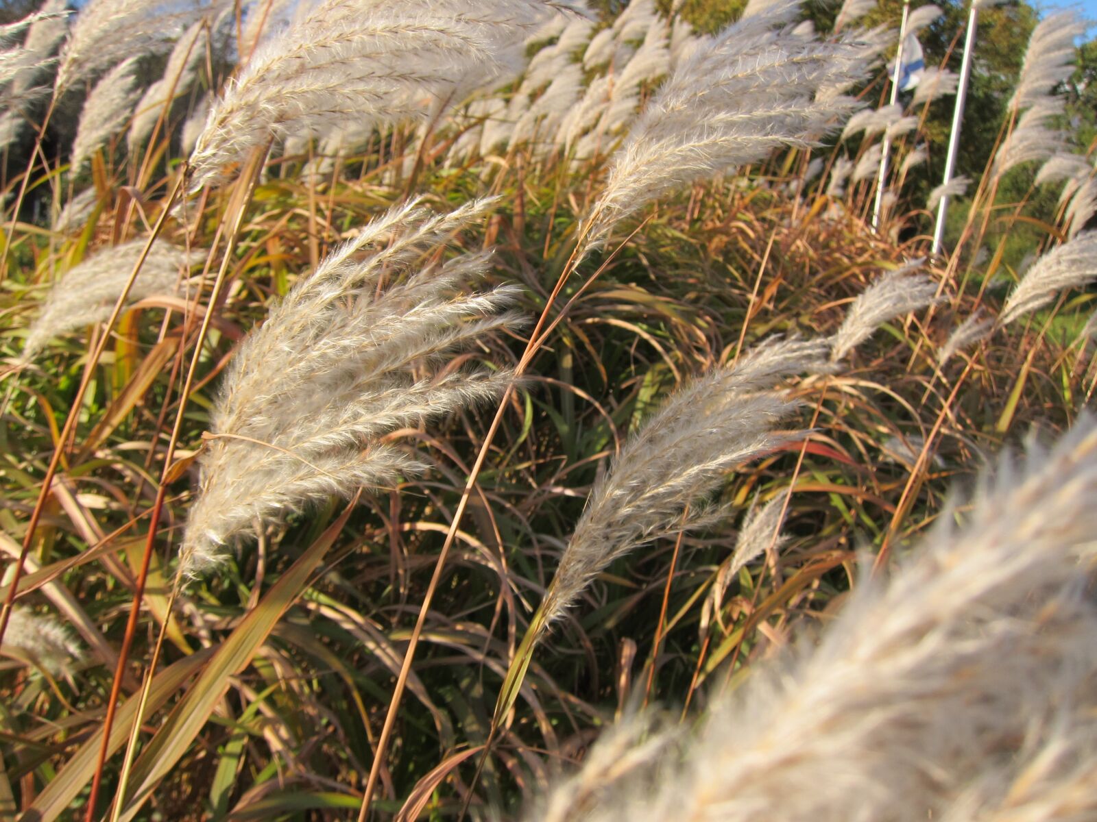 Canon PowerShot S95 sample photo. Nature, grass, flora photography