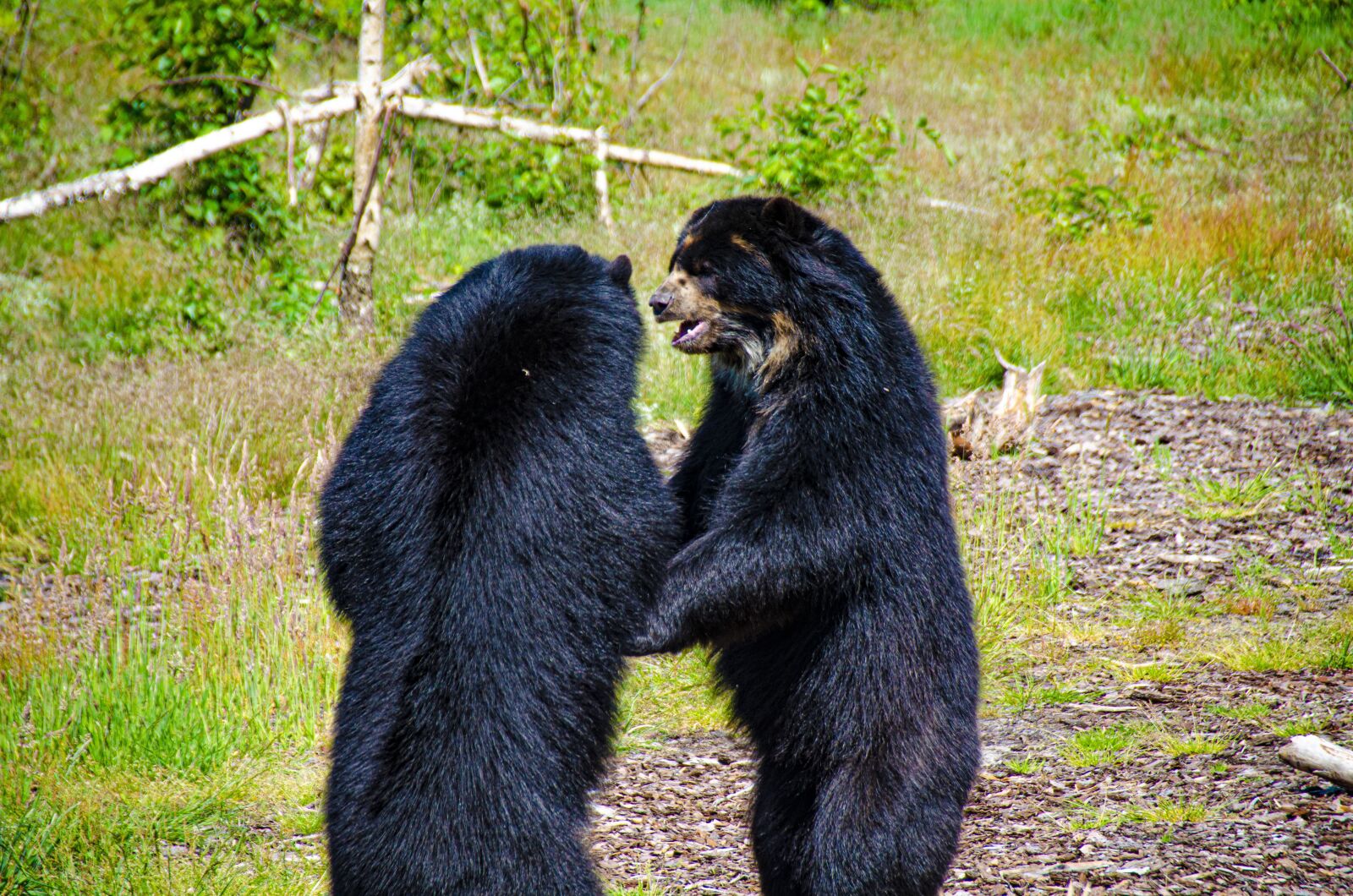 Nikon D5100 sample photo. Bears, wildlife, bear photography