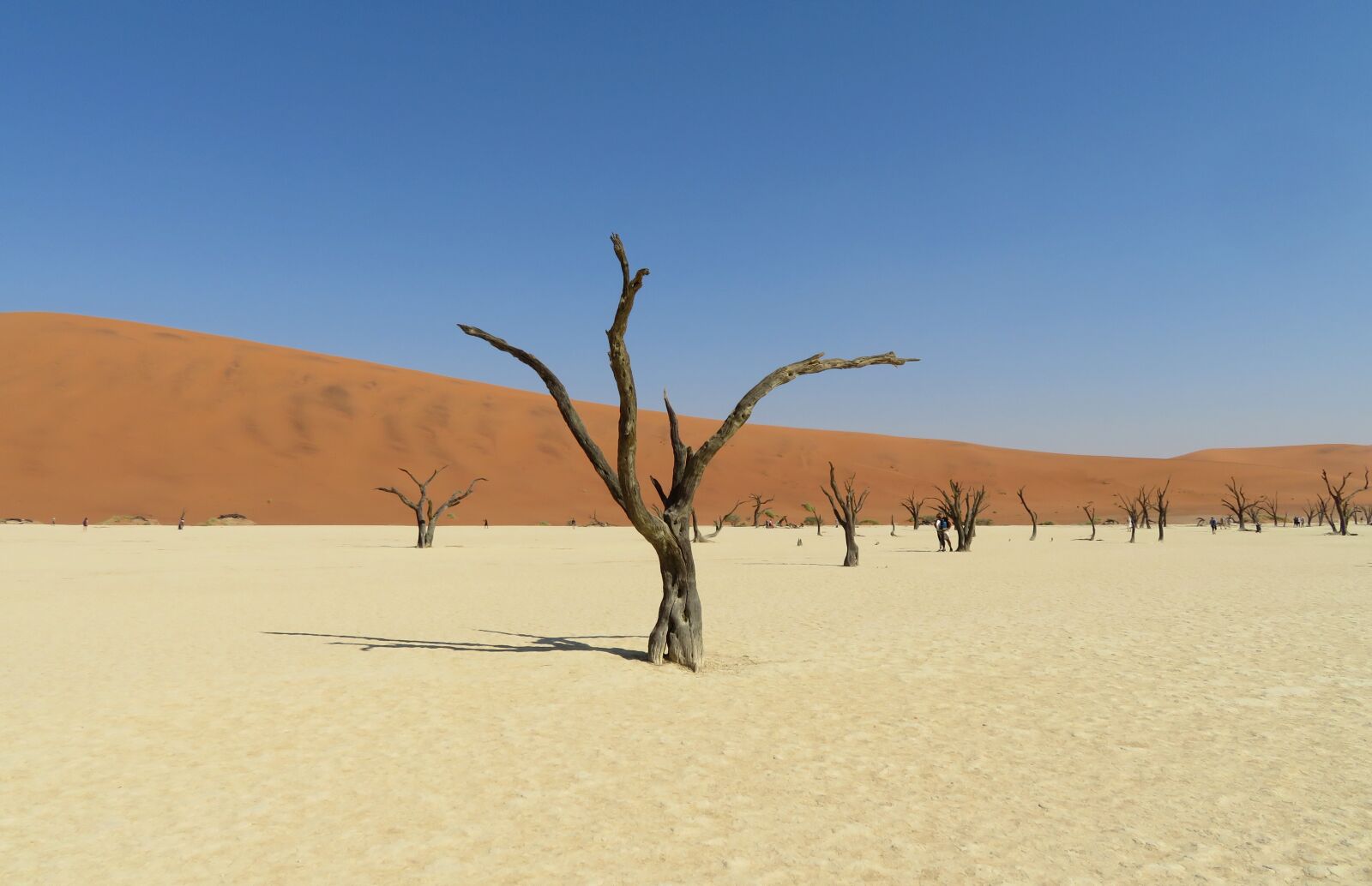 Canon PowerShot SX720 HS sample photo. Dead, vlei, namibia photography