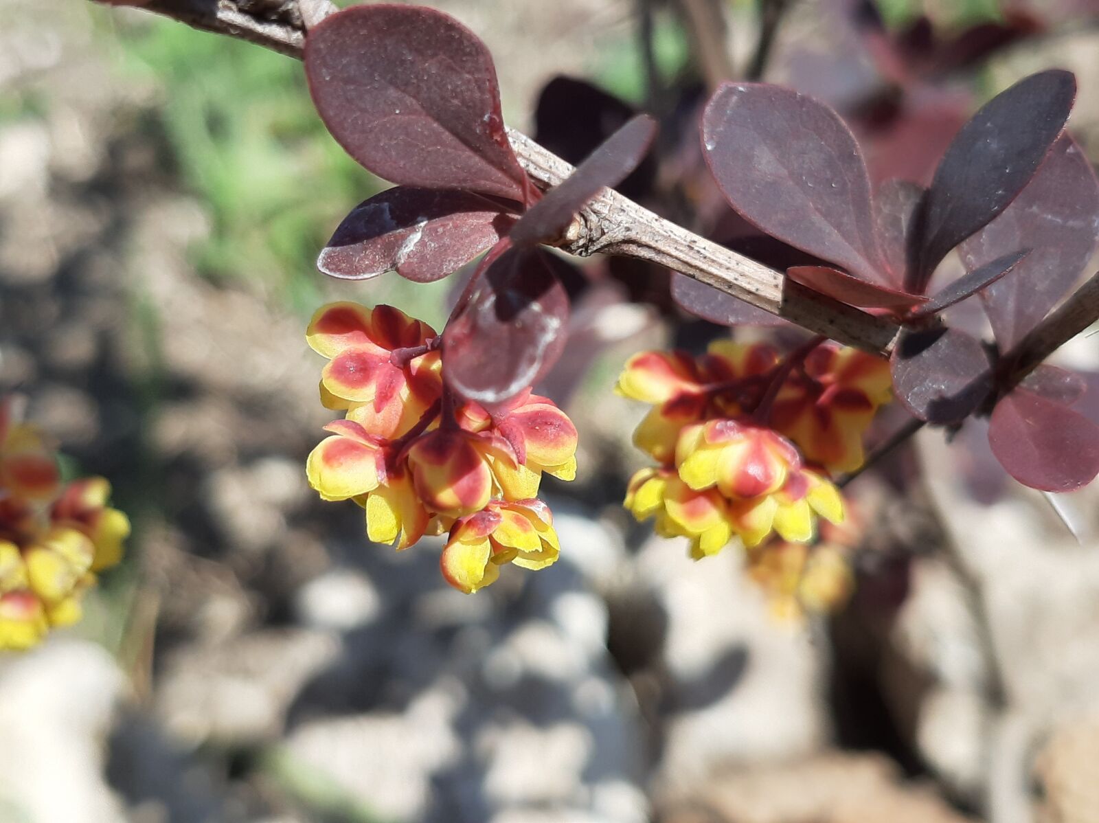 Samsung Galaxy A50 sample photo. Barberry, flowers, spring photography