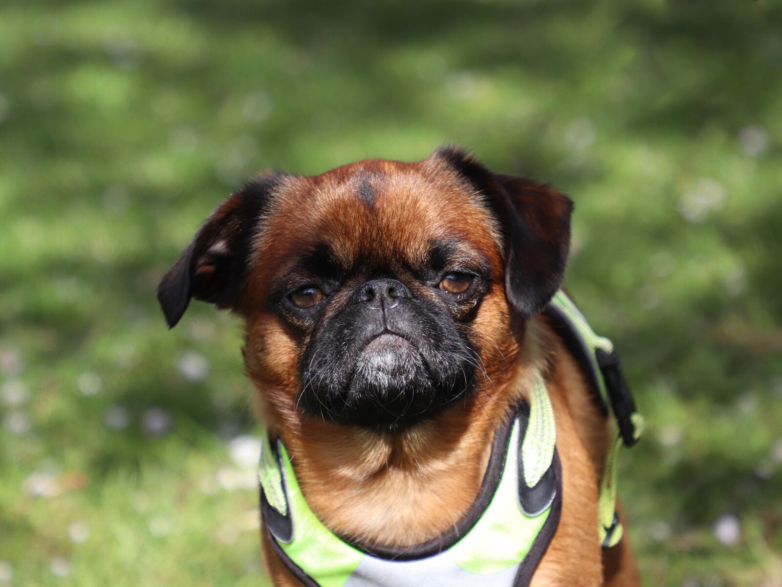 Canon EOS 77D (EOS 9000D / EOS 770D) sample photo. Dog, breed, brabancon photography
