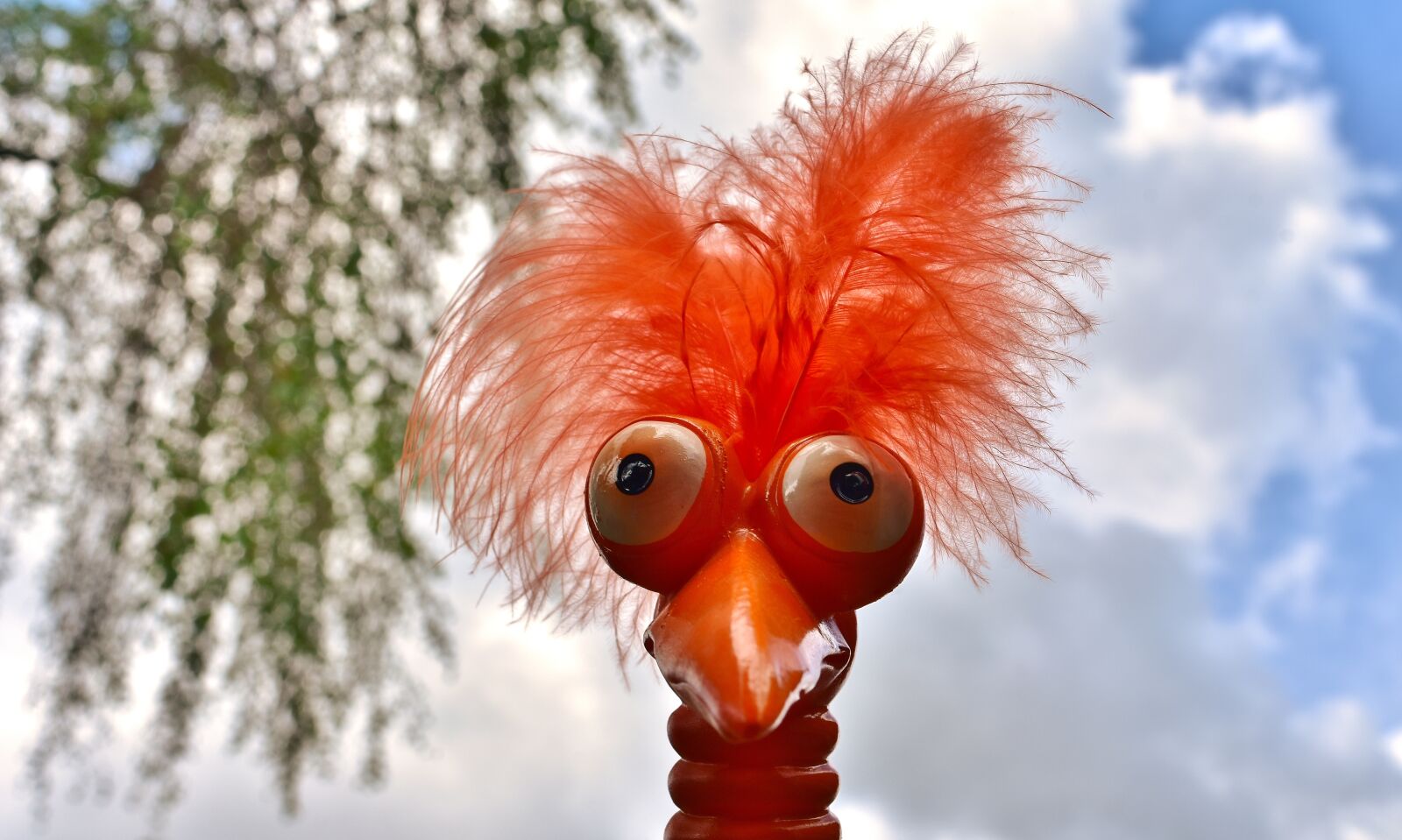 Nikon D7200 sample photo. Weird bird, cute, funny photography