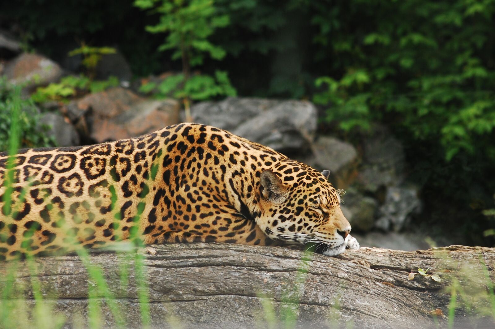 Nikon D40 sample photo. Panther, sleeps, animal photography