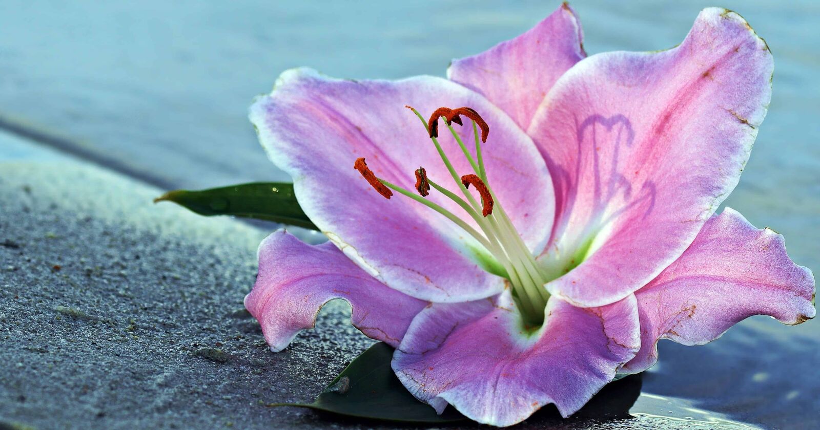 Canon EOS 80D sample photo. Nature, lily flower, pink photography