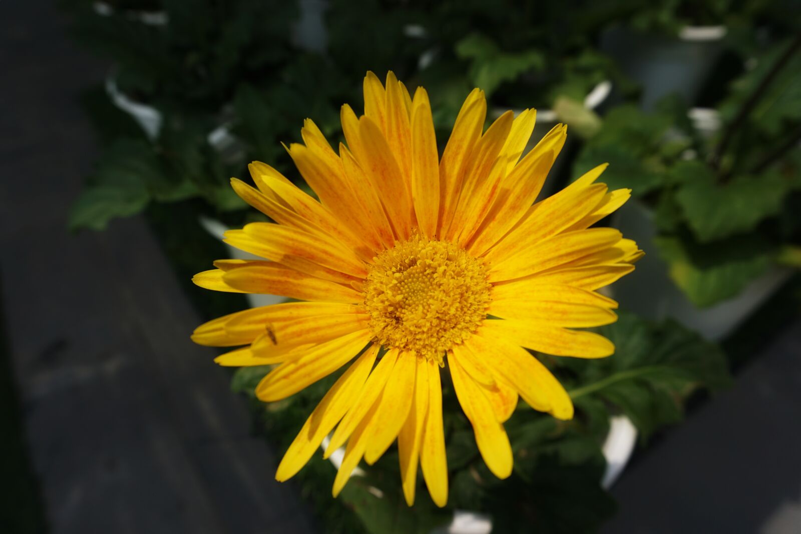 Sony a6000 sample photo. Background, flower, sunflower photography