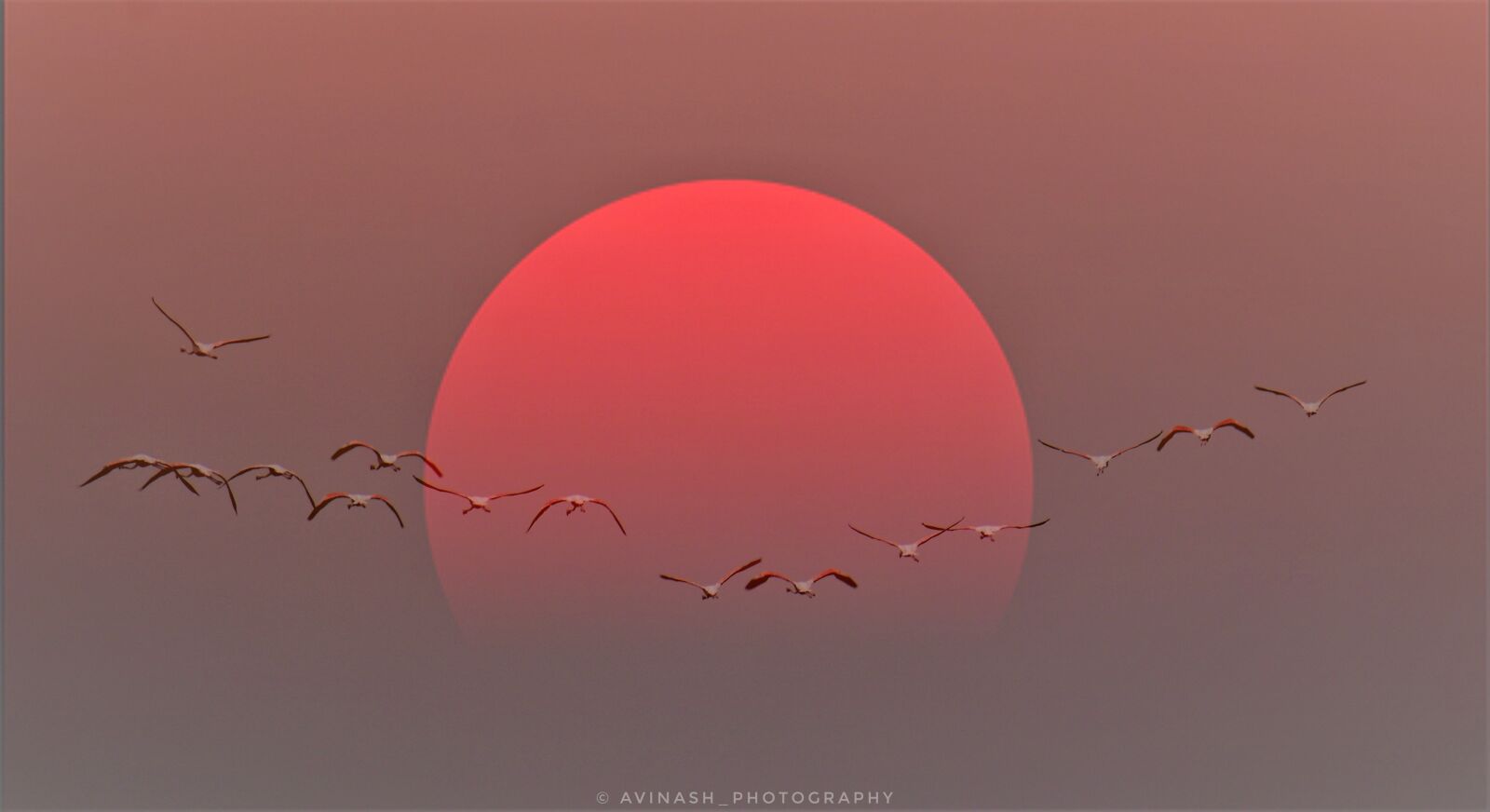 Nikon D5300 sample photo. Sunset, flamingos, flyingbirds photography