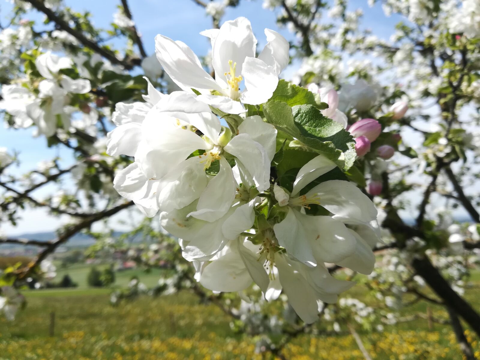 HUAWEI P10 lite sample photo. Flower, tree, branch photography