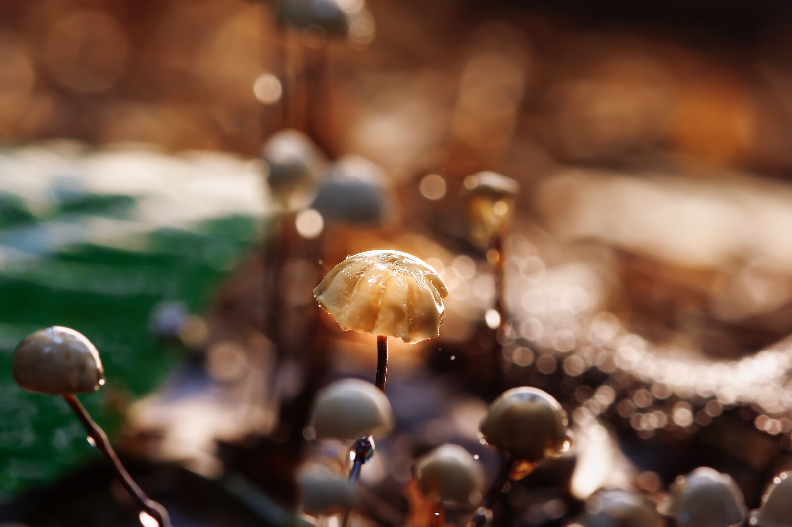 Nikon D7200 sample photo. Hamid, mushrooms, wild mushrooms photography