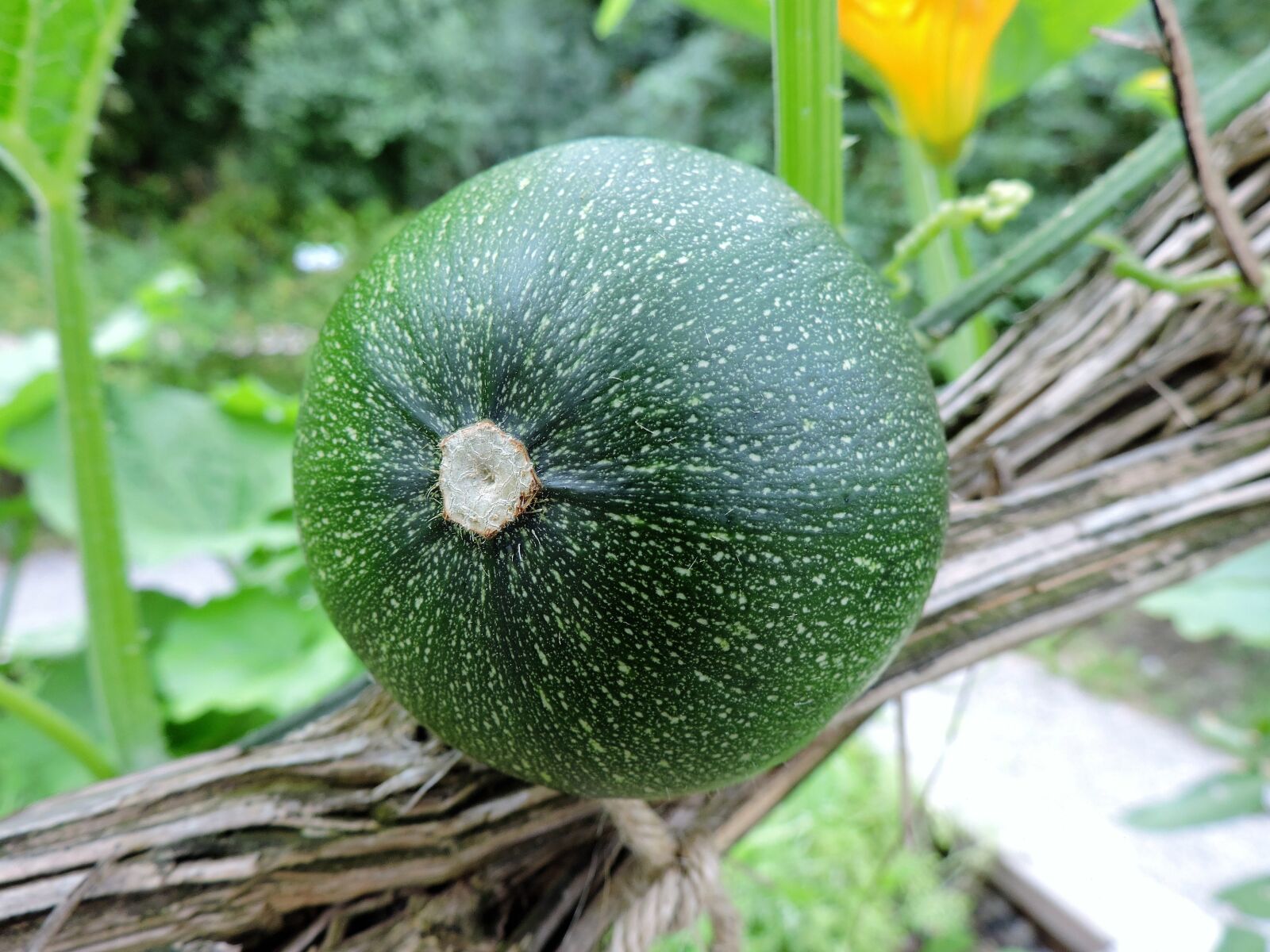 Nikon Coolpix P530 sample photo. Zucchini, garden, tuln photography