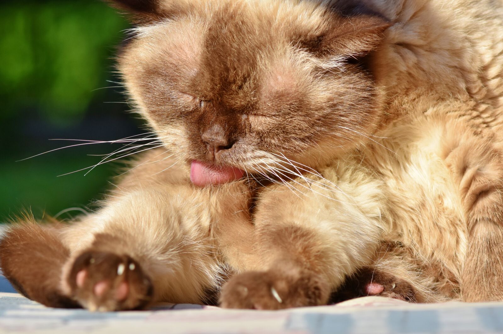 Nikon D7200 sample photo. Cat, breed cat, british photography