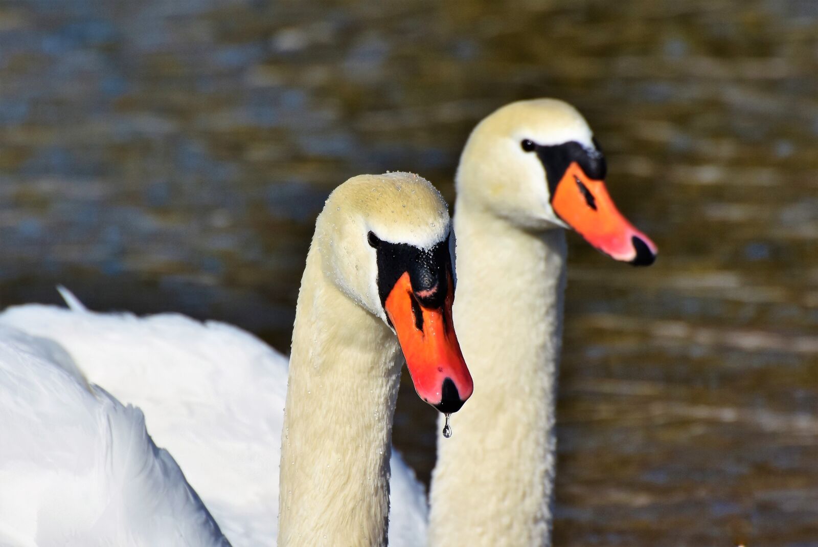 Nikon D7200 sample photo. Swan, water bird, schwimmvogel photography