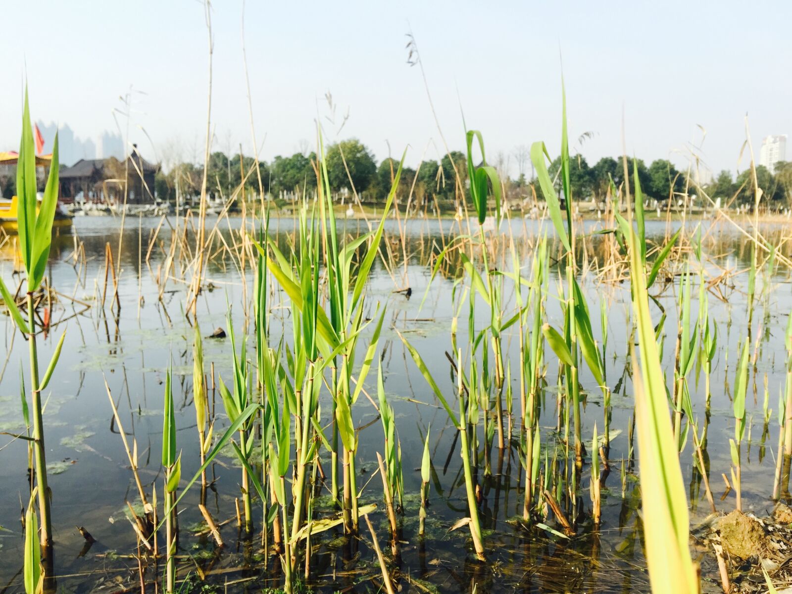 iPhone 6 Plus back camera 4.15mm f/2.2 sample photo. Wuhan, sand lake park photography