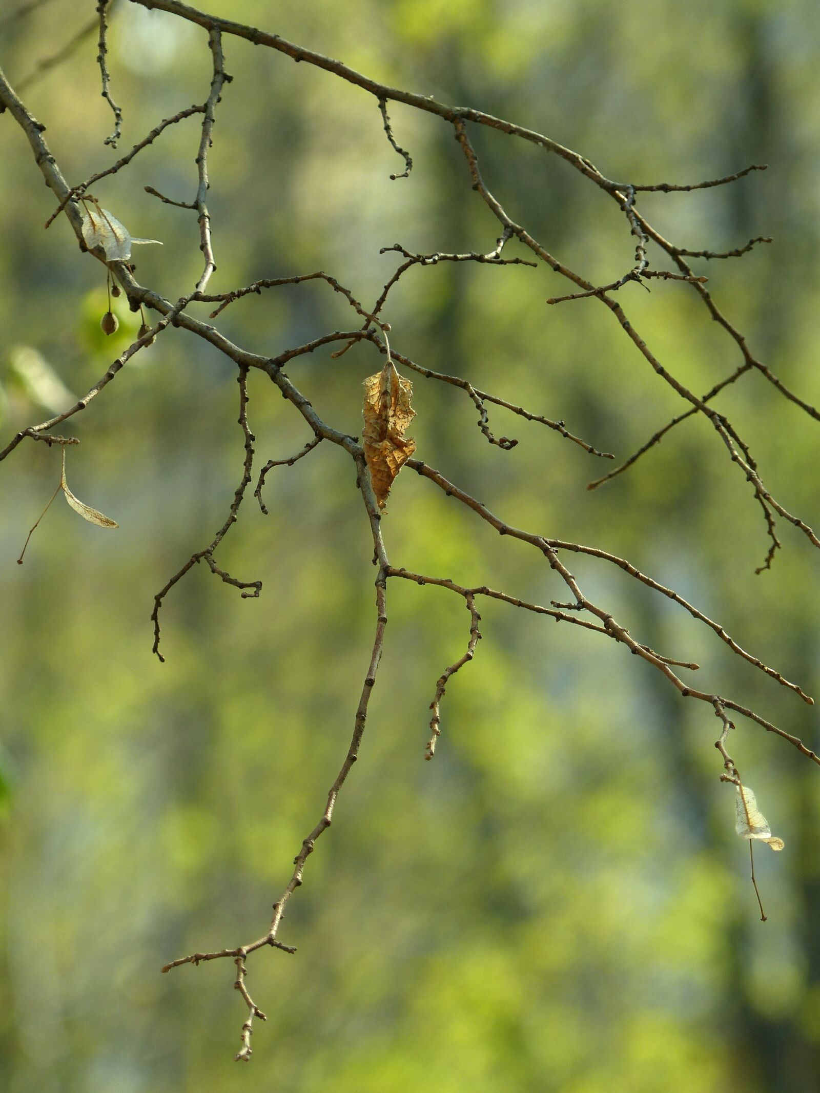 Panasonic Lumix DMC-FZ200 sample photo. Dry twig, early spring photography