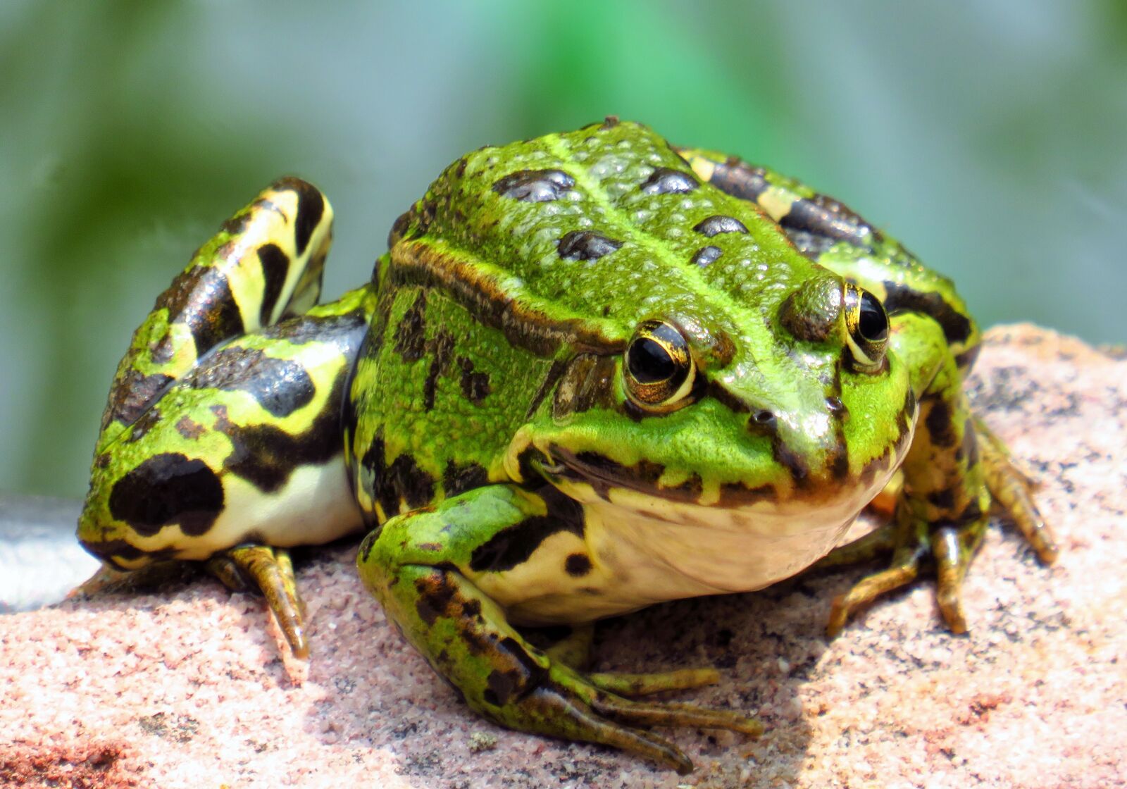 Canon PowerShot SX540 HS sample photo. Frog, toad, amphibian photography