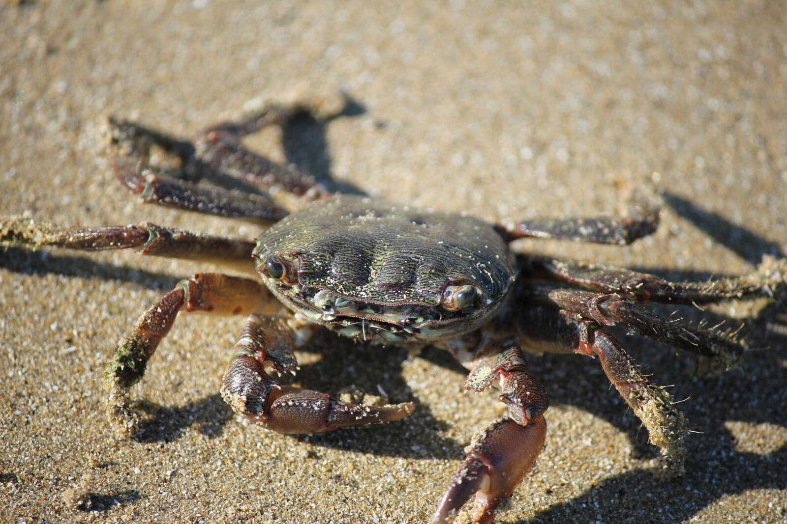 Canon EOS 550D (EOS Rebel T2i / EOS Kiss X4) sample photo. Crab, sand, beach photography