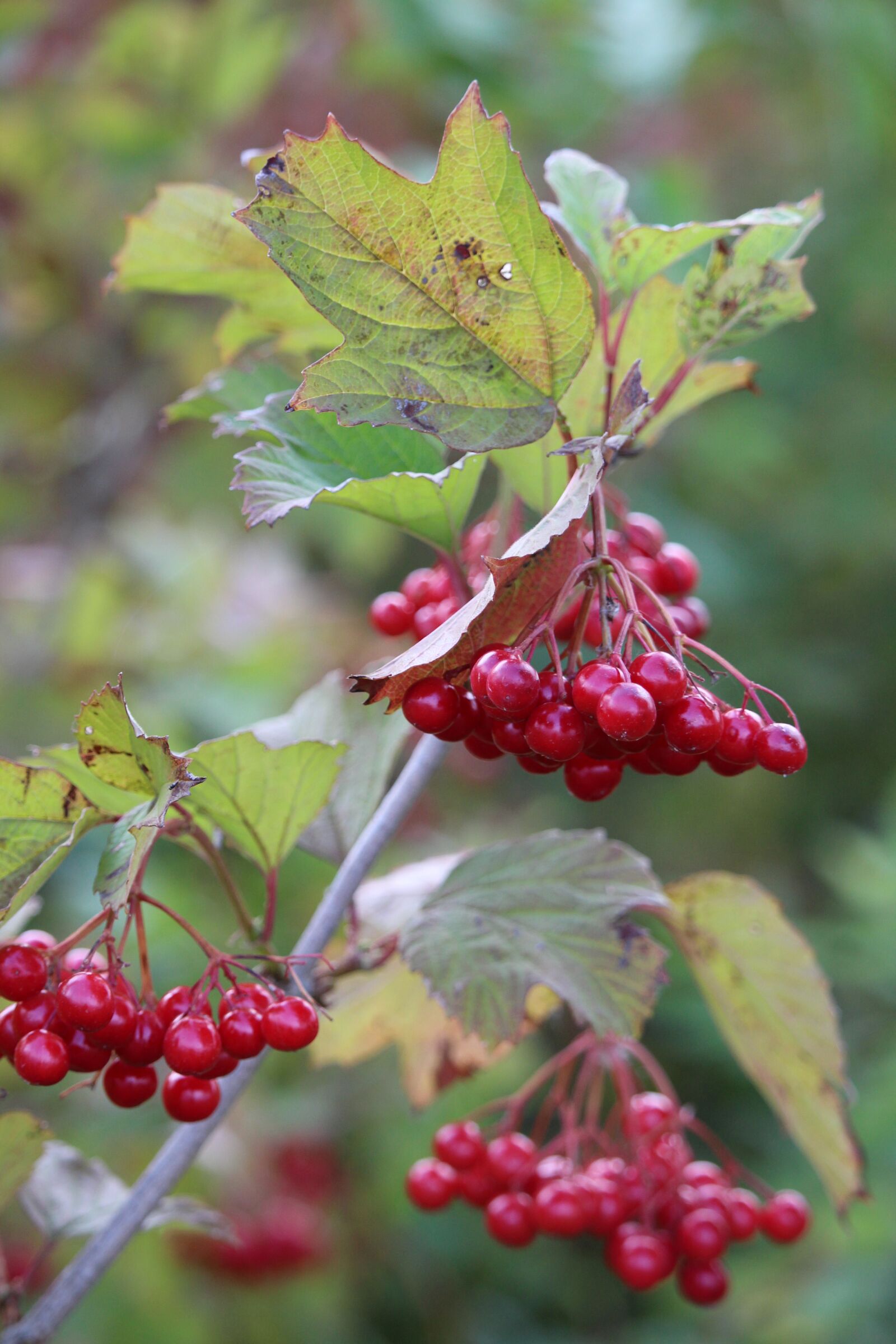 Canon EOS 1200D (EOS Rebel T5 / EOS Kiss X70 / EOS Hi) sample photo. Viburnum, berry, red photography