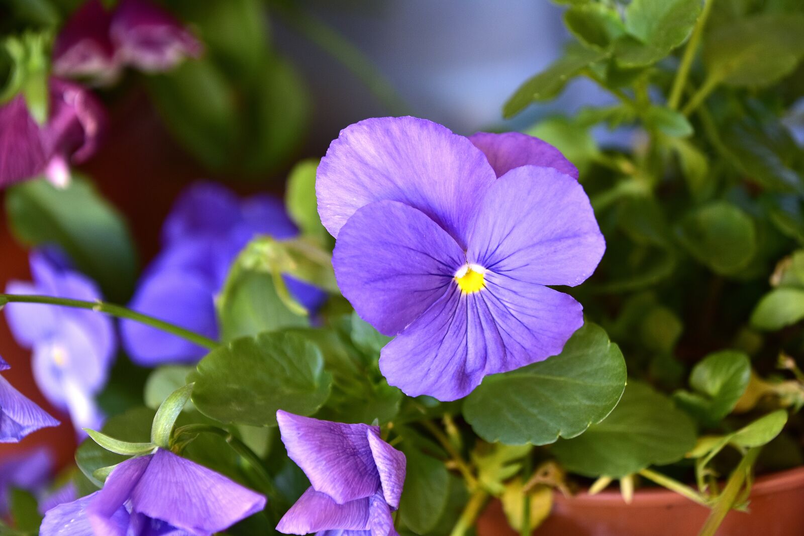 Nikon D7200 sample photo. Flower, garden, plant photography
