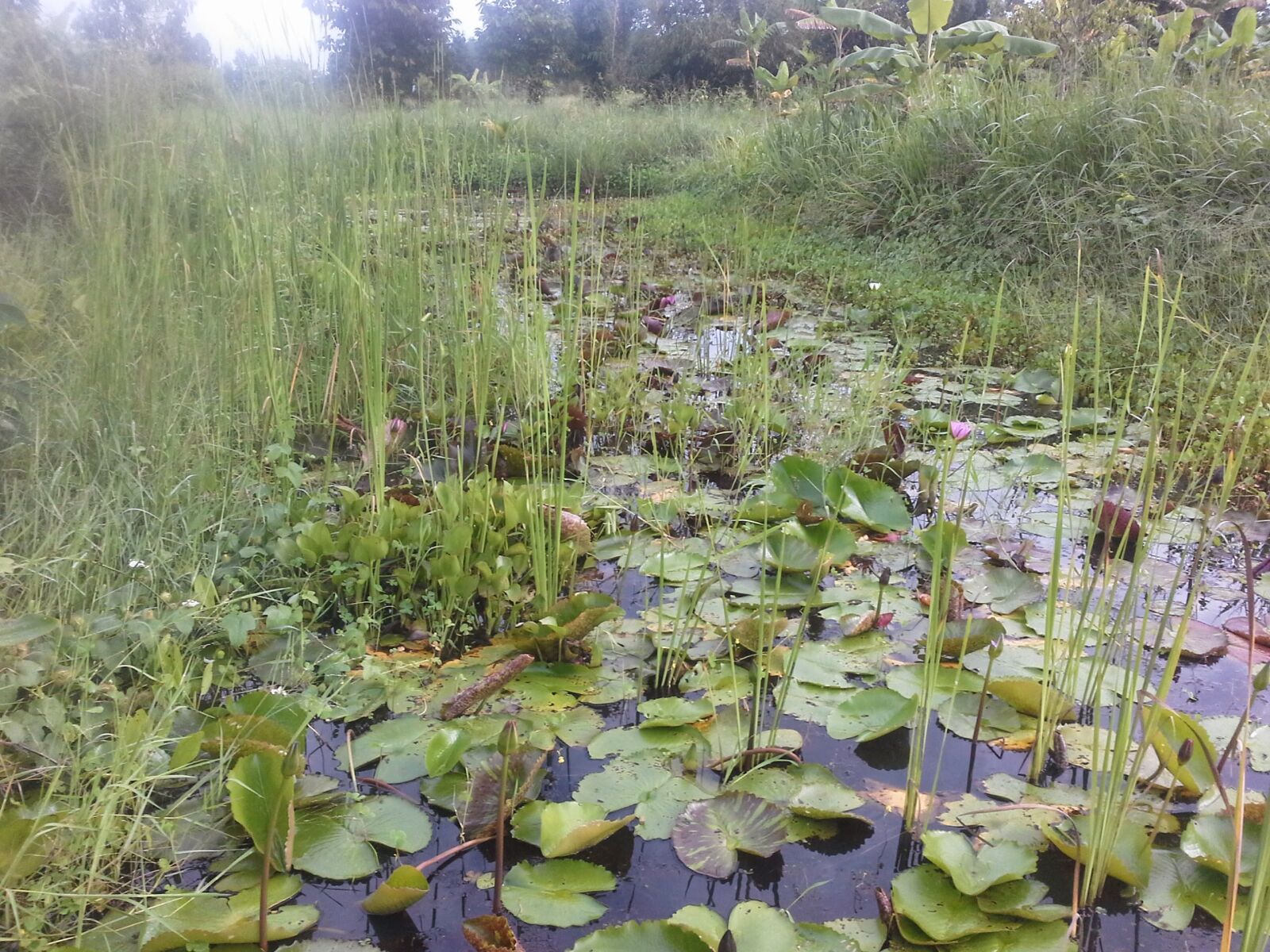 Samsung Galaxy Note 10.1 sample photo