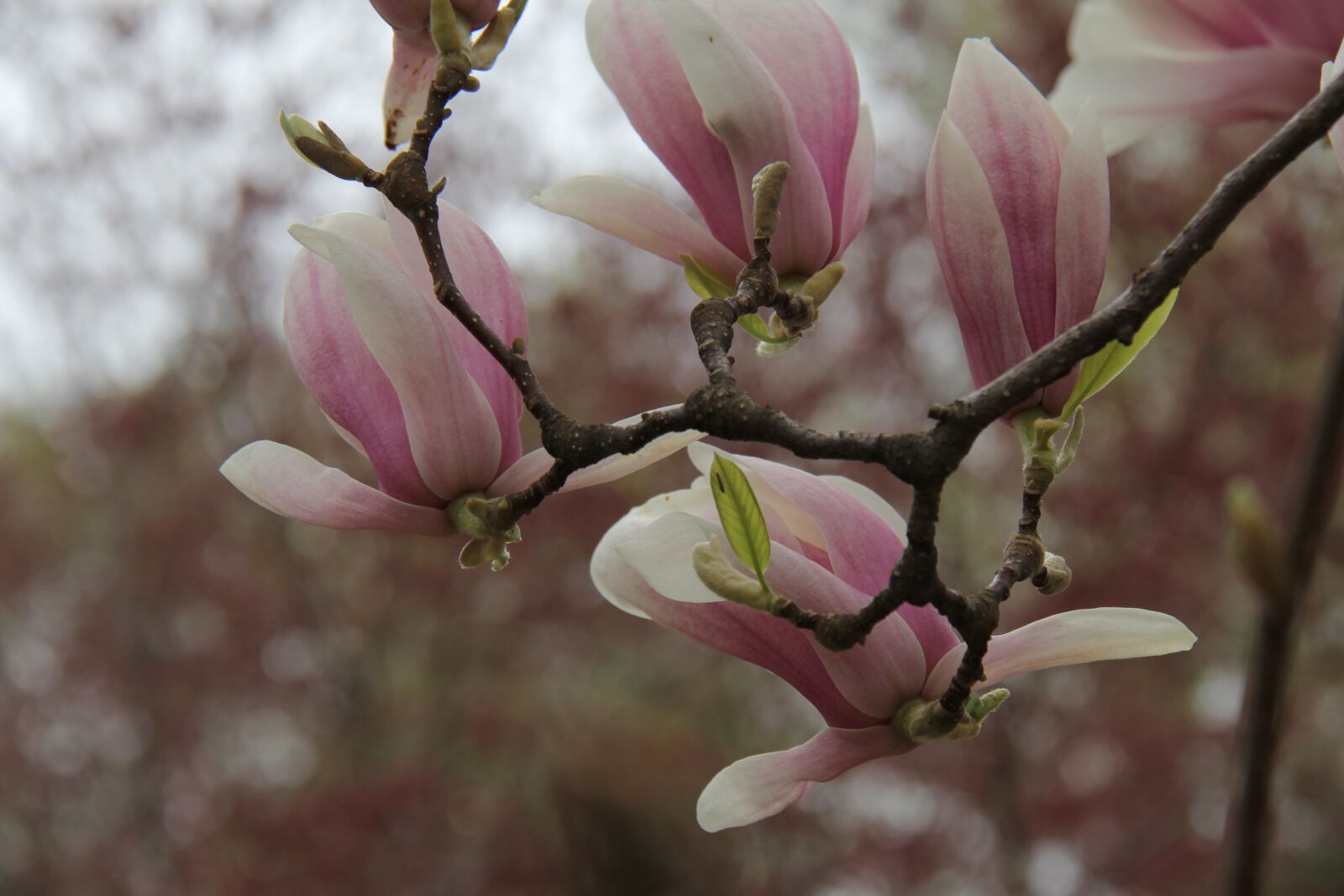 Canon EF-S 18-200mm F3.5-5.6 IS sample photo. Flower, branch, magnolia photography