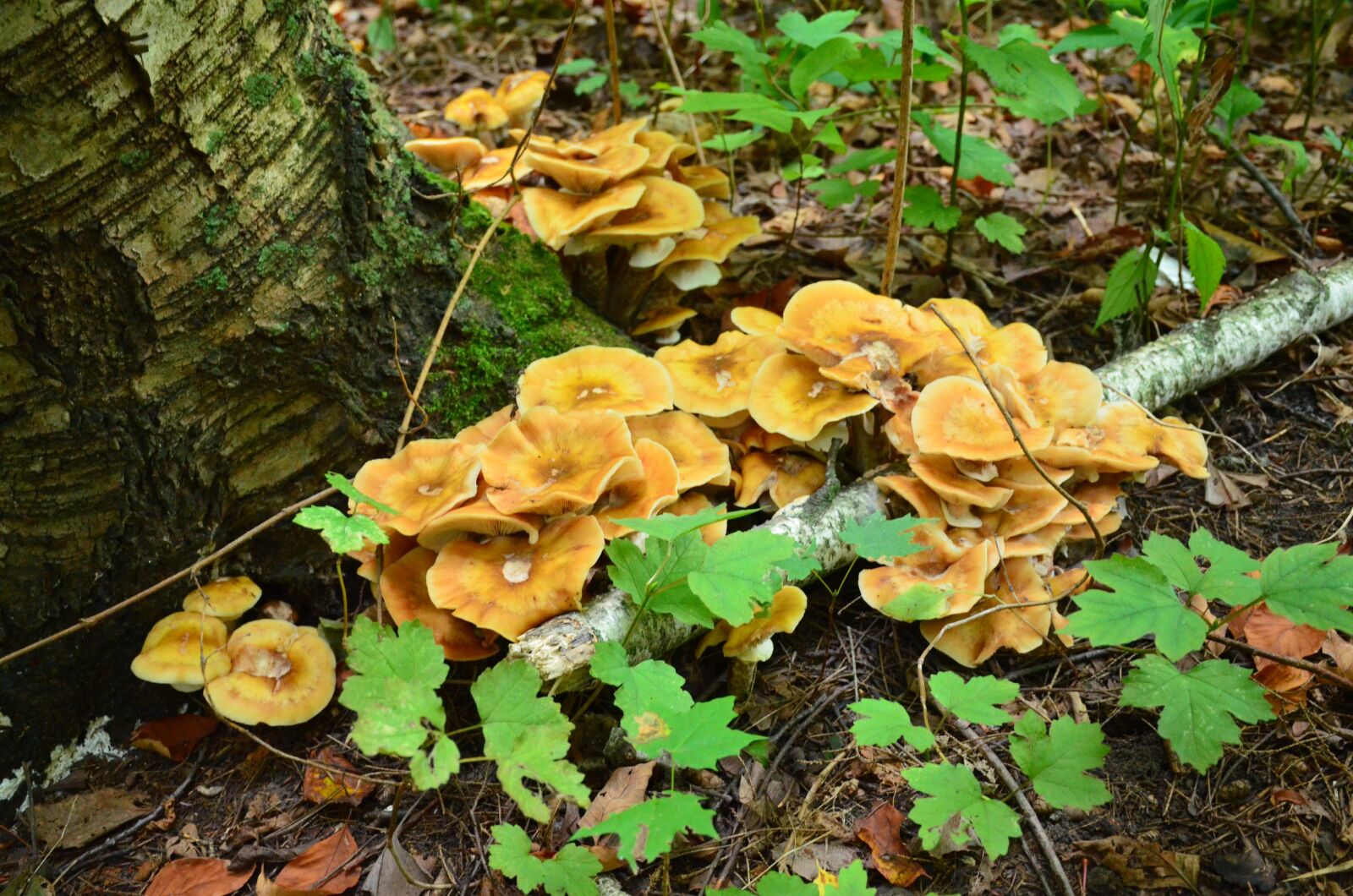 Nikon D7000 sample photo. Mushrooms, woods, fungus photography