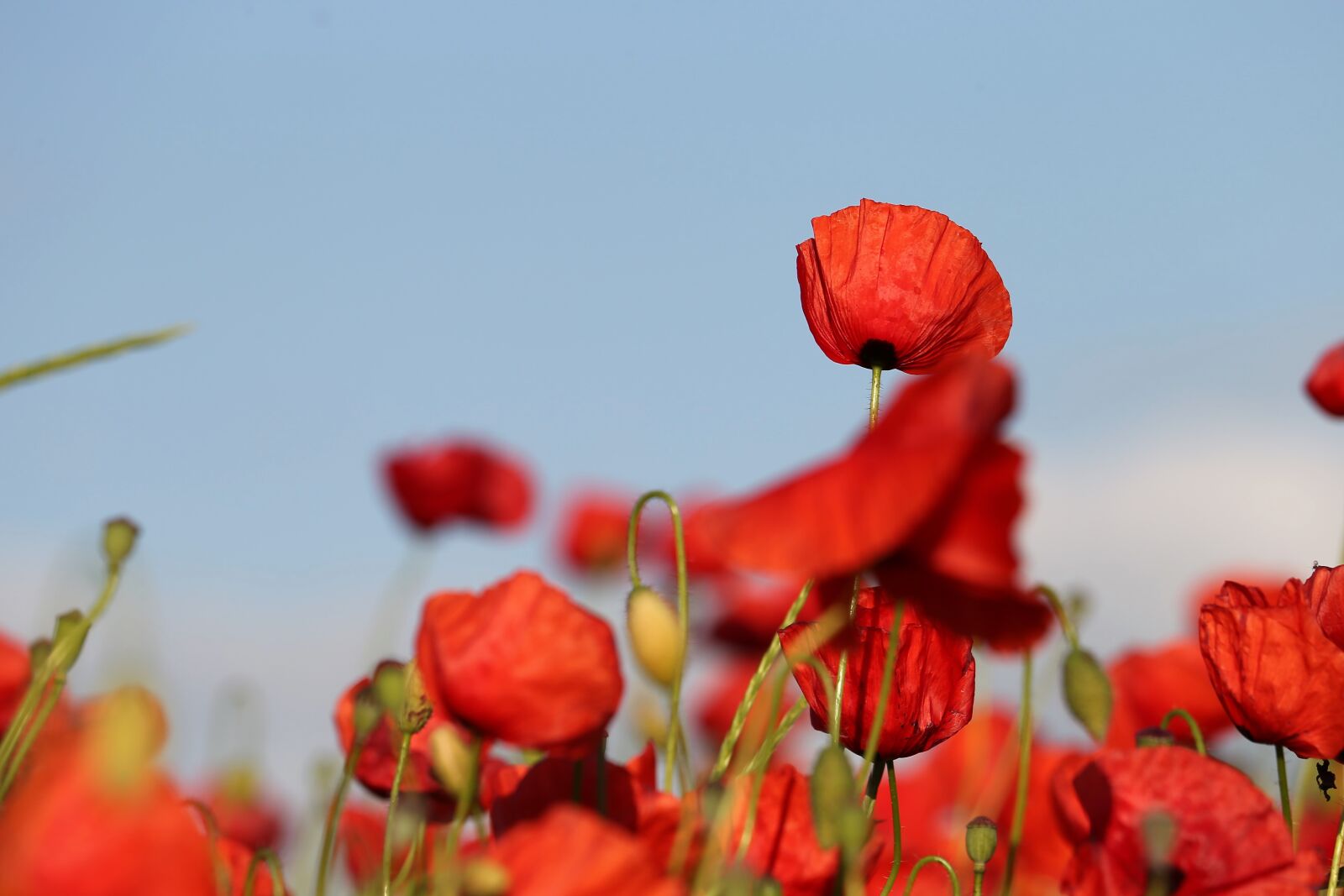 Canon EF 70-300 F4-5.6 IS II USM sample photo. Red poppies in wind photography