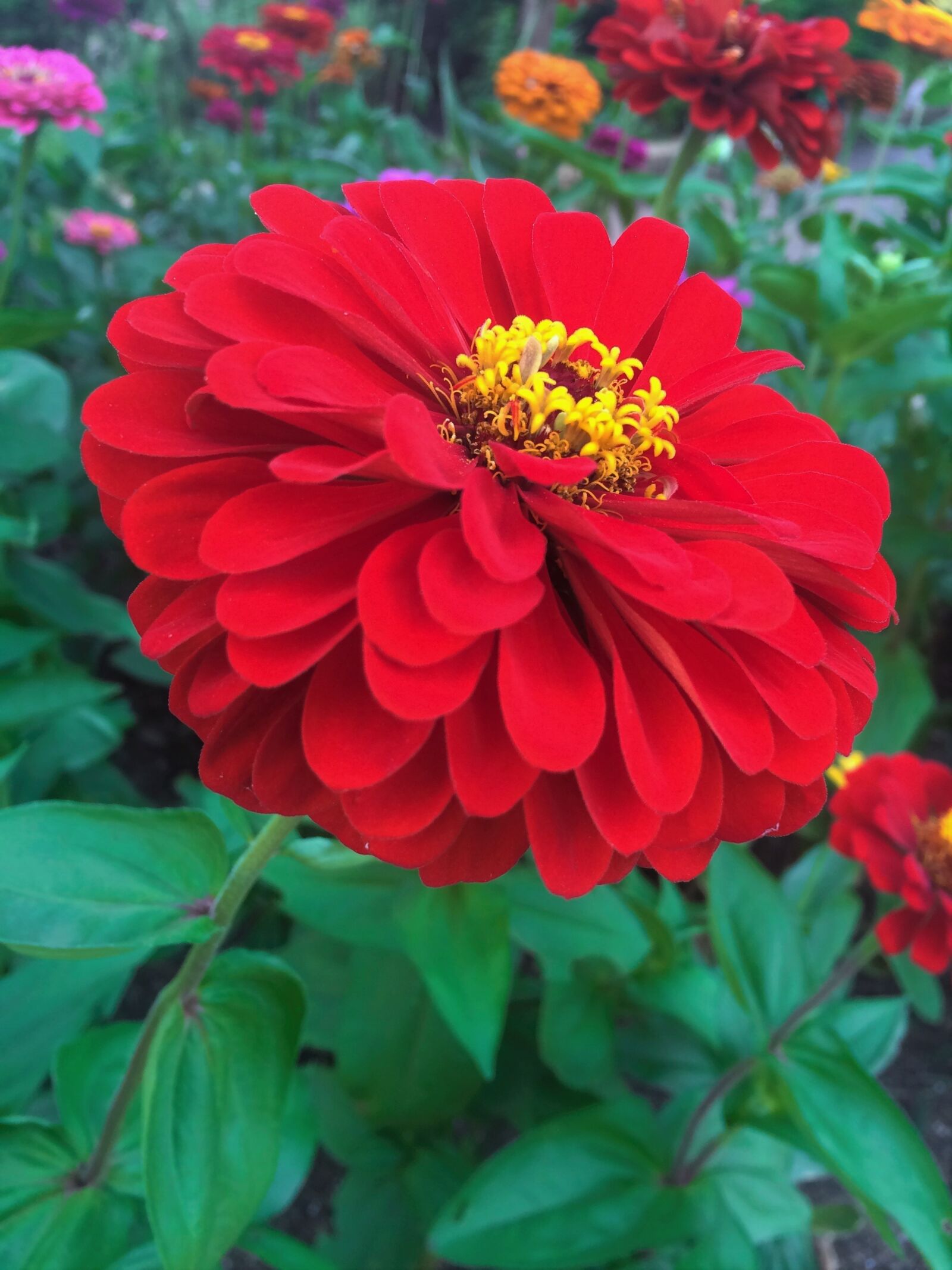iPhone 5s back camera 4.15mm f/2.2 sample photo. Flowers, dahlia, red photography