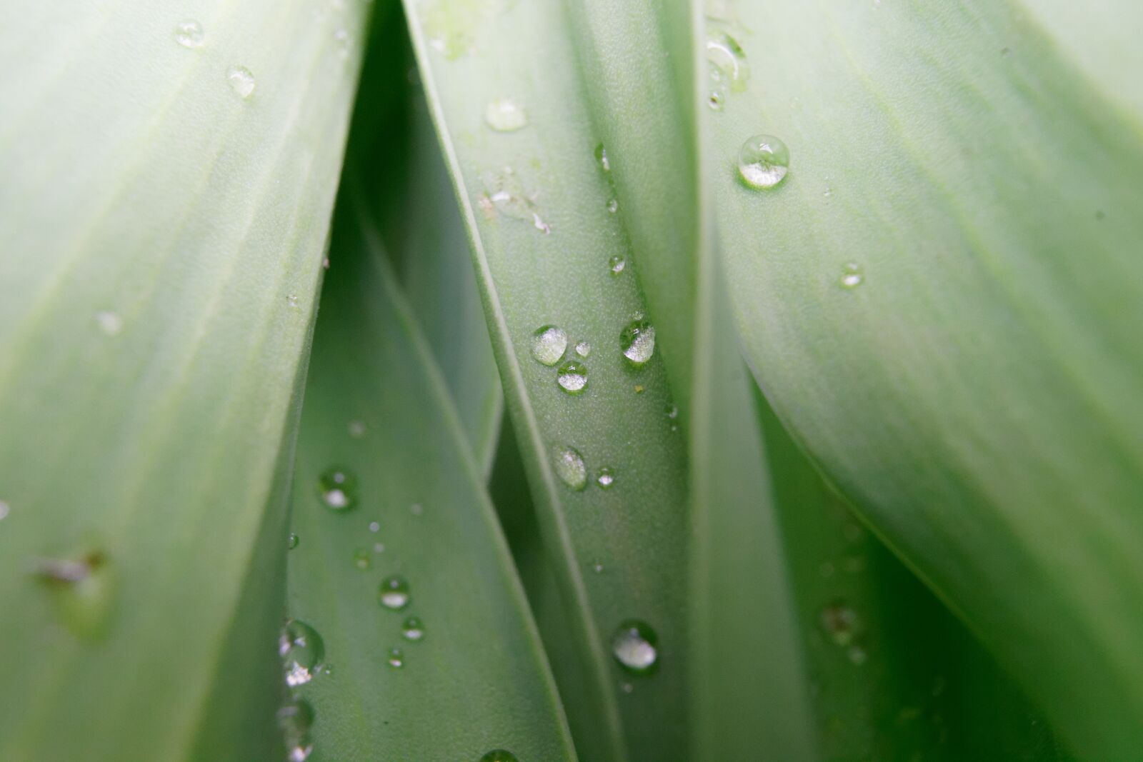 Sony a7R II sample photo. Water drops, green, leaf photography