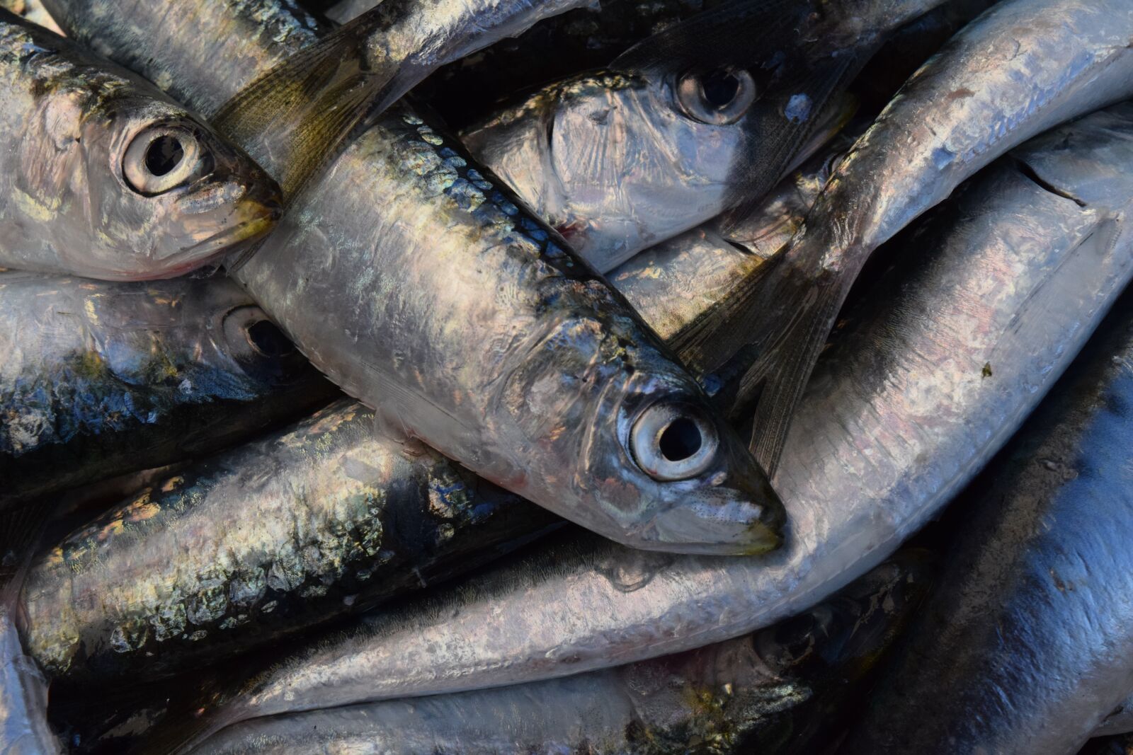Nikon D3300 sample photo. Sardines, fish, fresh photography