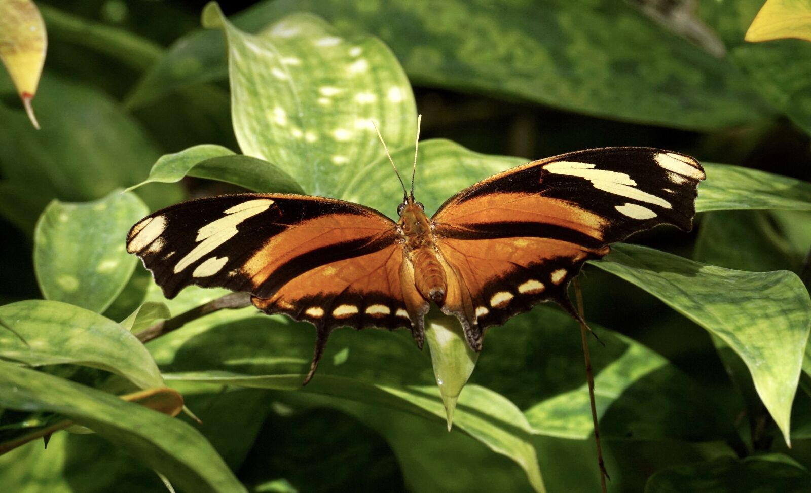 Sony ILCA-77M2 sample photo. Butterfly, exotic, insect photography