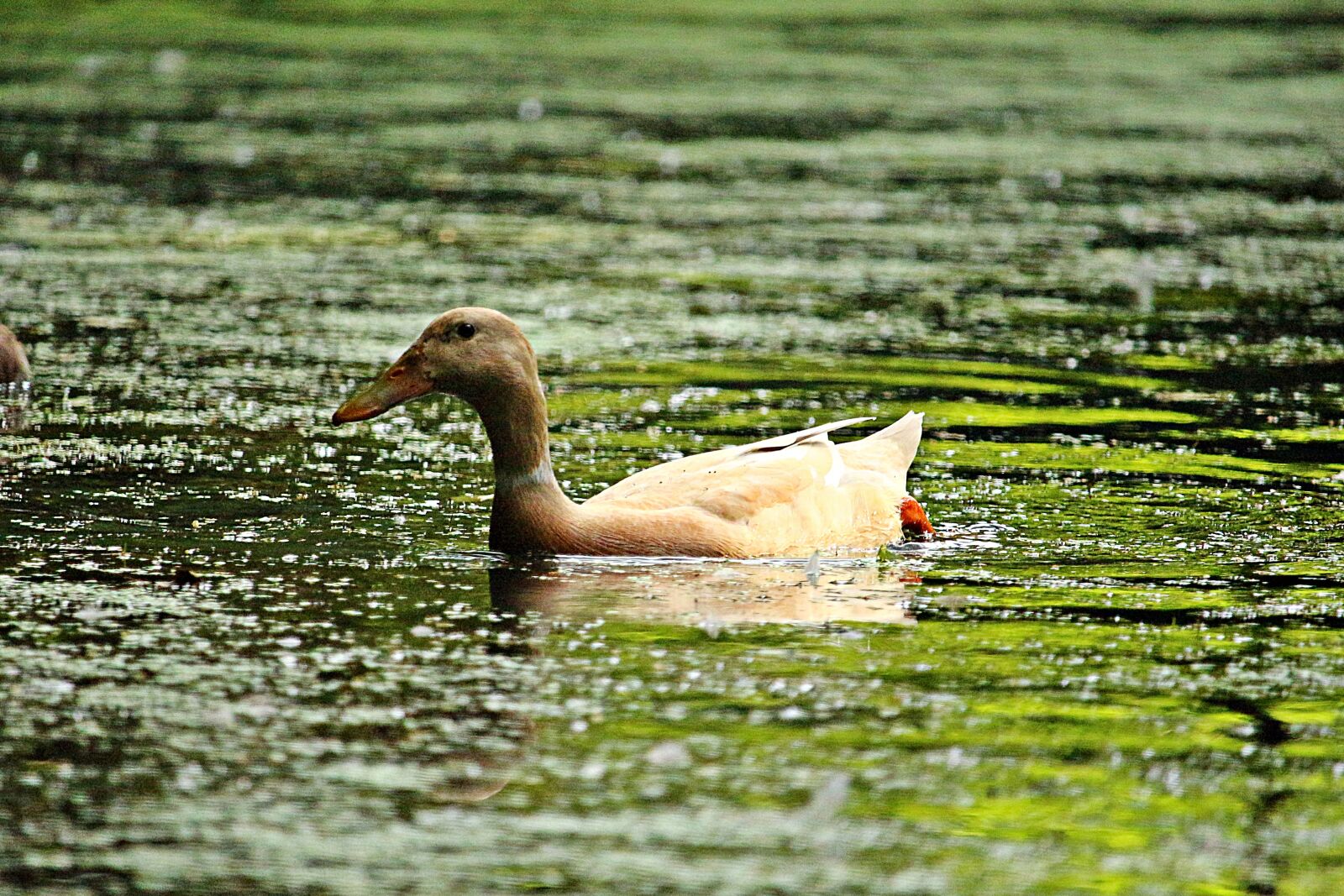 Canon EOS 100D (EOS Rebel SL1 / EOS Kiss X7) sample photo. Duck, bird, water photography