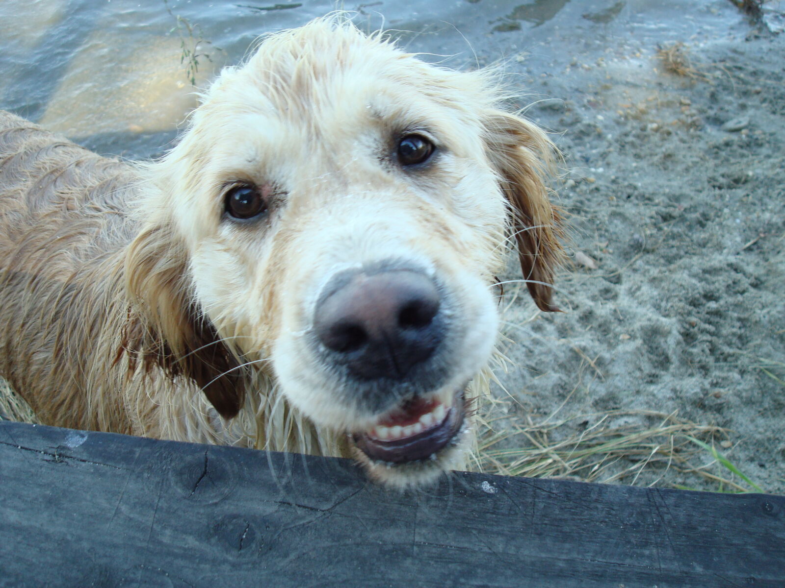 Sony DSC-W80 sample photo. Animal, cute, dog, lake photography