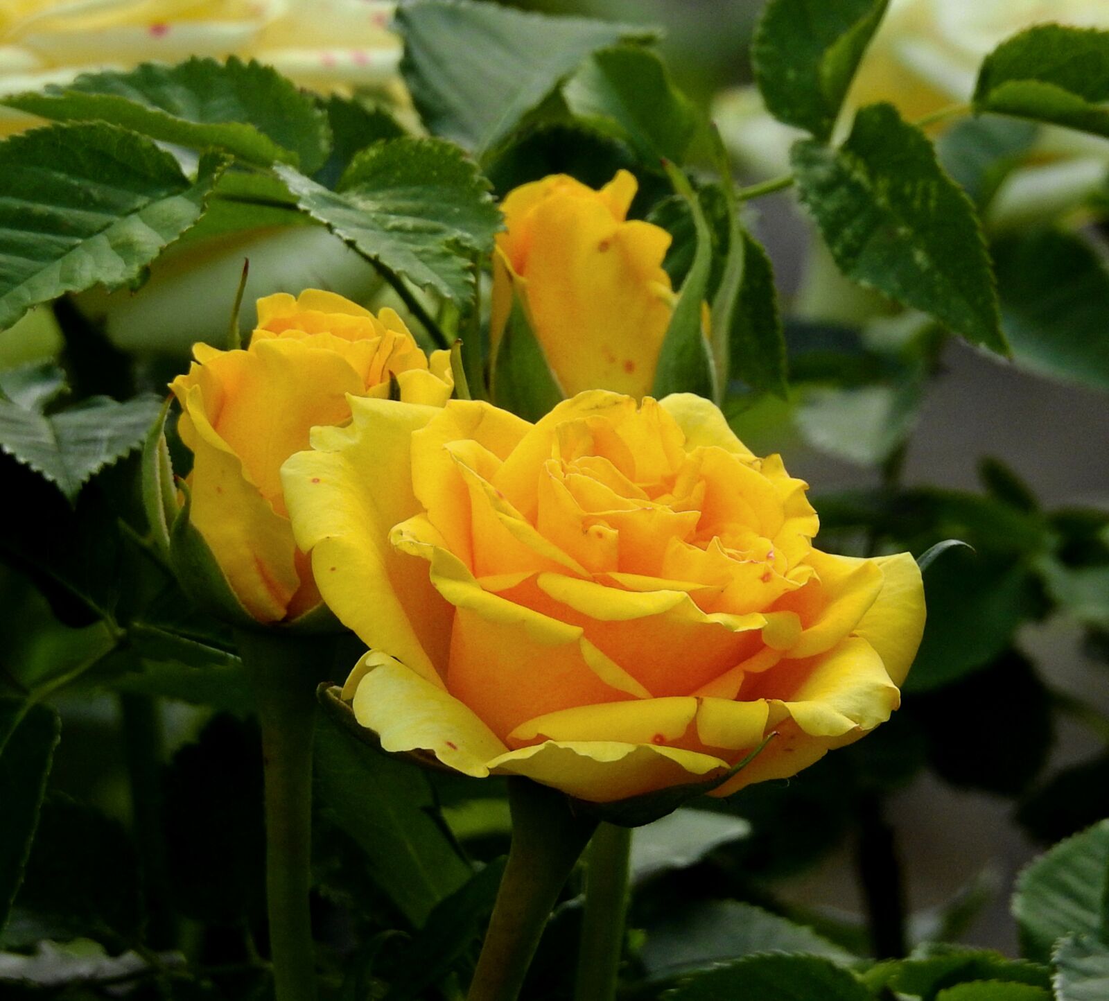 Nikon Coolpix P900 sample photo. Rose yellow, flower, garden photography