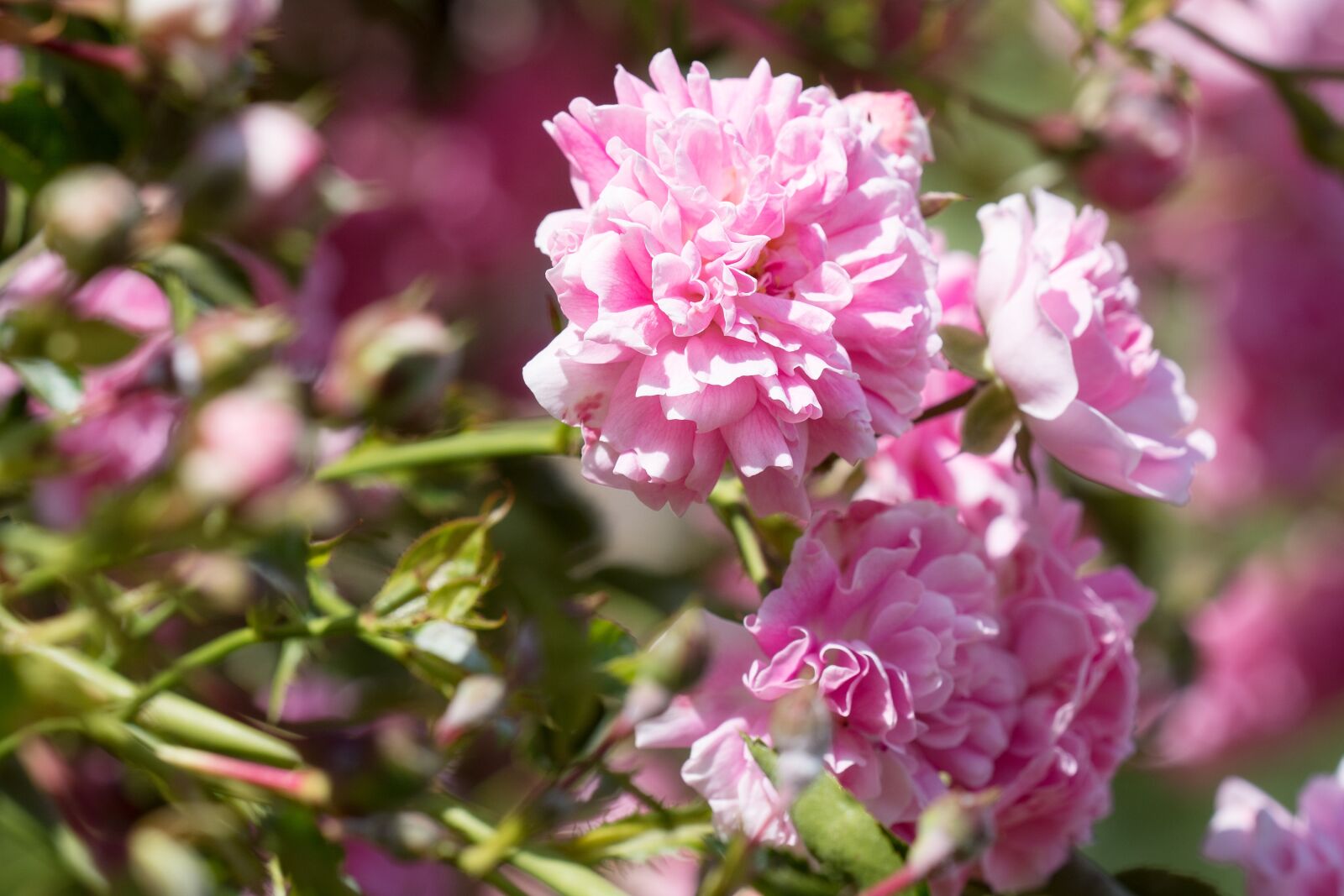 Nikon D7100 sample photo. Roses, pink, pink roses photography