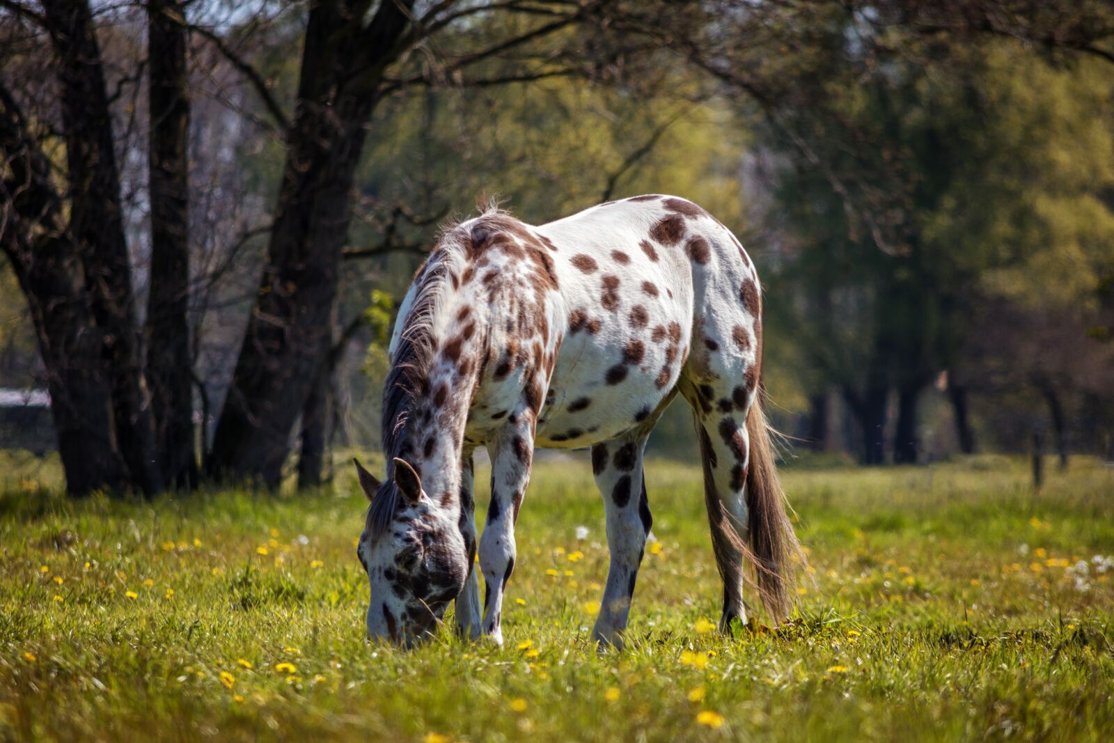 Nikon D7200 sample photo. Horse, appaloosa, nature photography