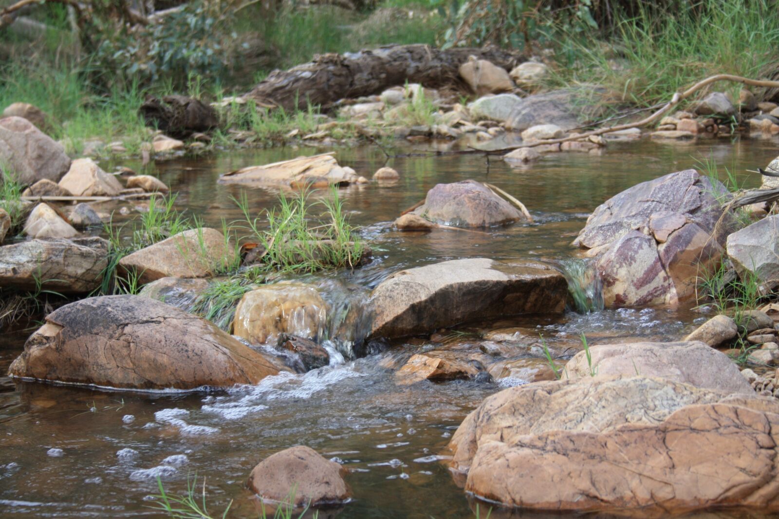 Canon EOS 450D (EOS Rebel XSi / EOS Kiss X2) sample photo. Australia, landscape, reeds photography
